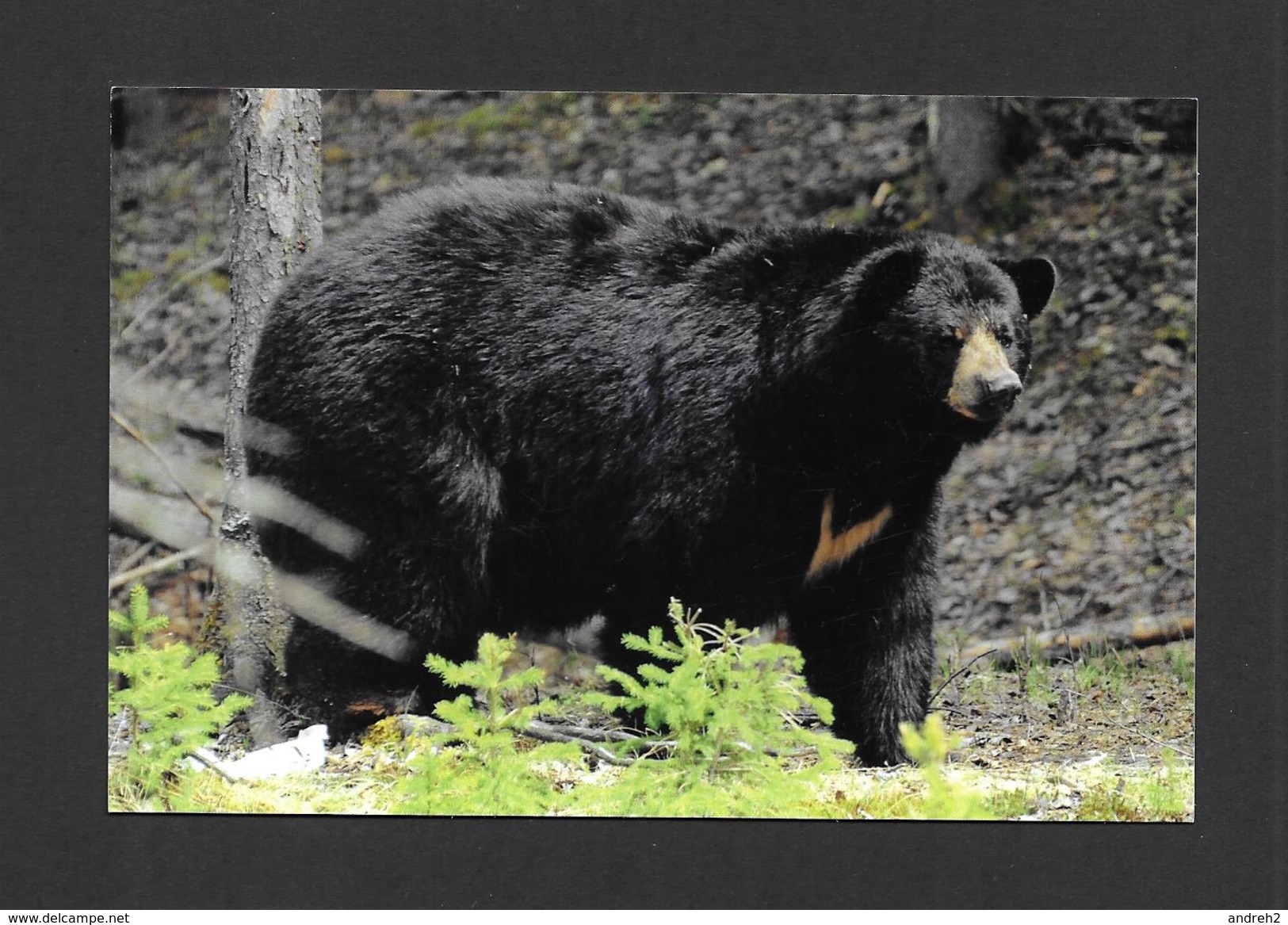 ANIMALS - ANIMAUX - OURS NOIR - URSUS AMERICANUS - ZOO SAUVAGE DE ST FÉLICIEN - Ours