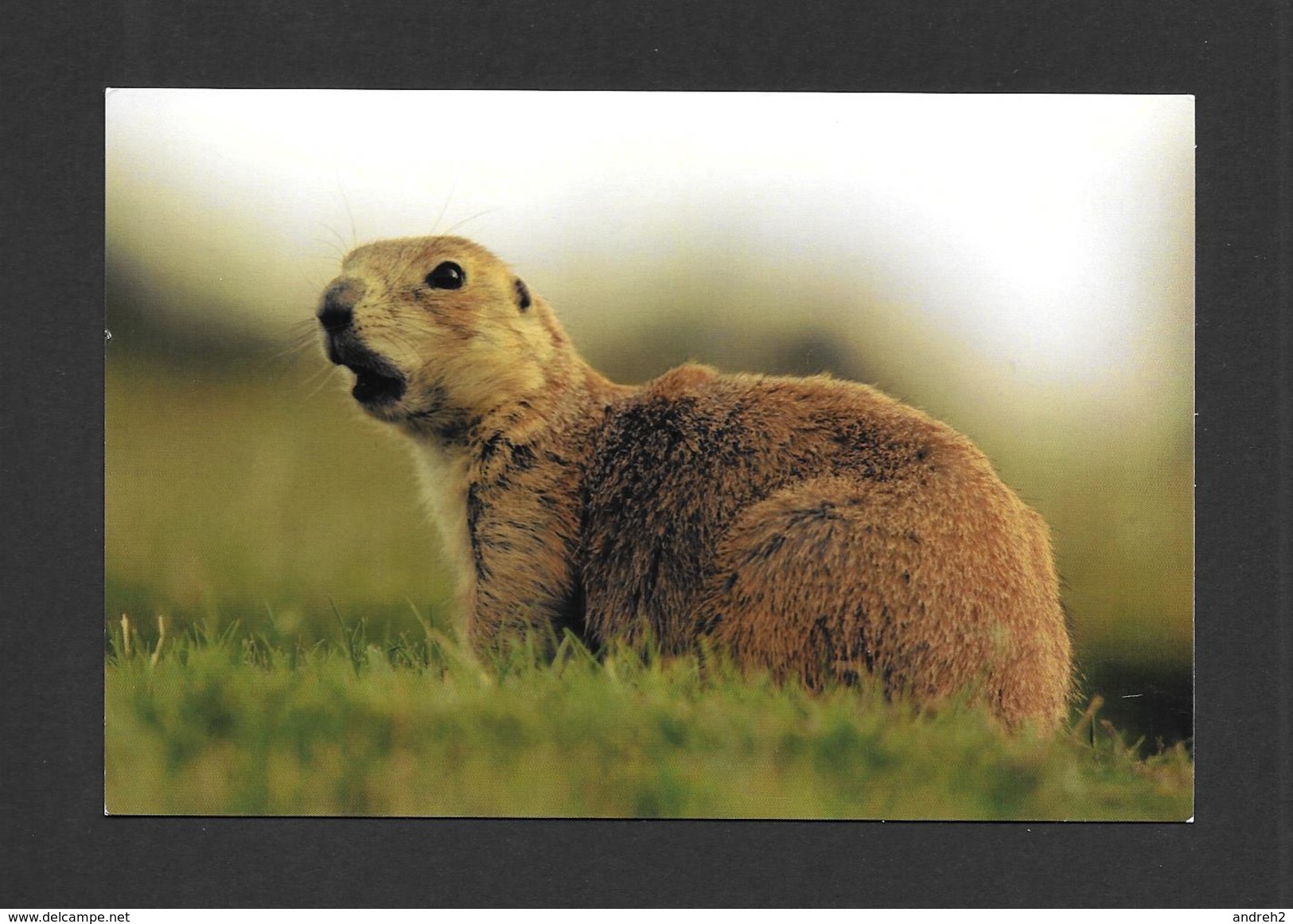 ANIMALS - ANIMAUX - CHIEN DE PRAIRIE - MARMOTTE - CYNOMYS LUDOVICIANUS - ZOO SAUVAGE DE ST FÉLICIEN - Autres & Non Classés