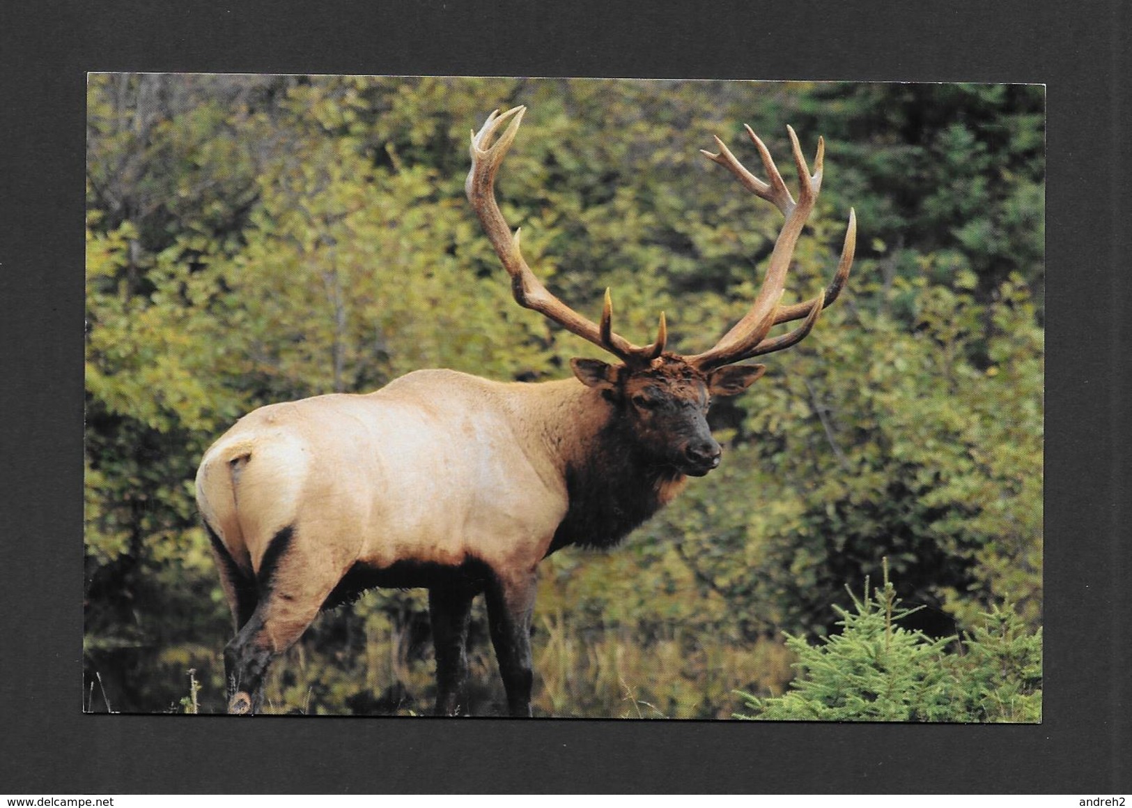 ANIMALS - ANIMAUX -WAPITI - CERVUS ELAPHUS - ZOO SAUVAGE DE ST FÉLICIEN - Autres & Non Classés