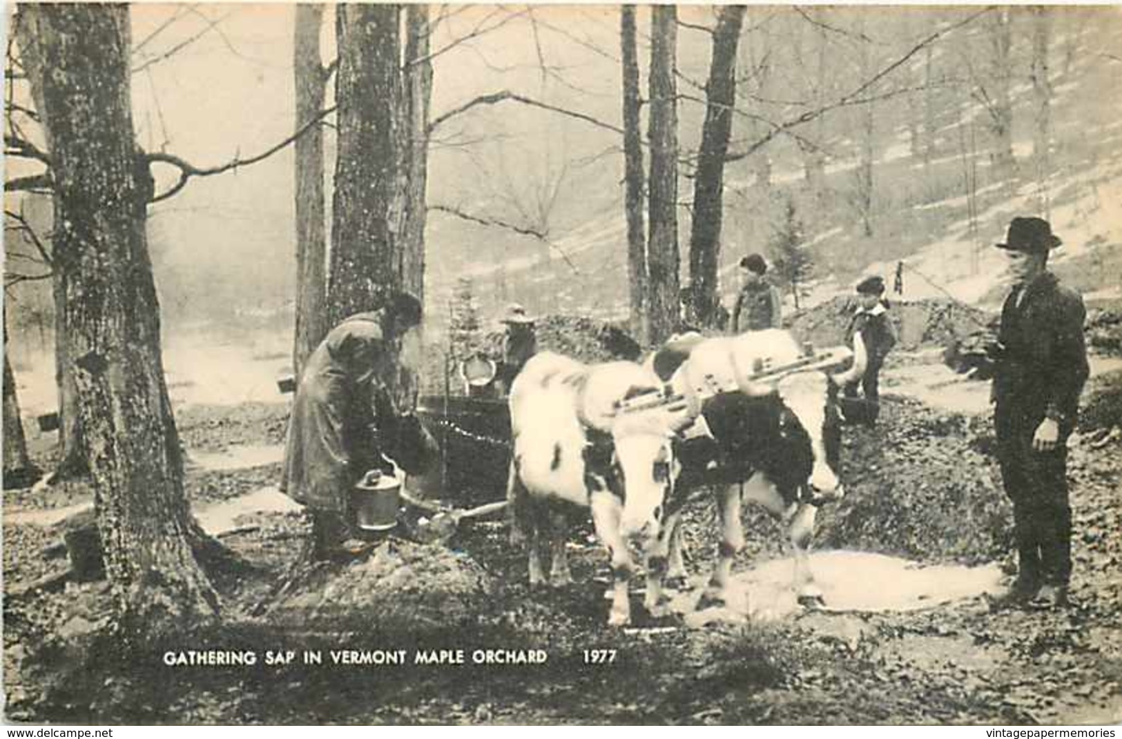 243785-Vermont, Gathering Sap In Maple Orchard, Cows Drawn Sleigh - Other & Unclassified