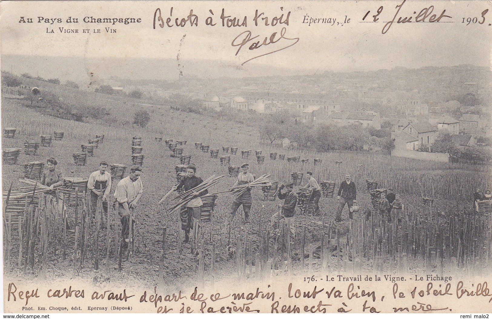 CARTE POSTALE    EPERNAY 51  Le Travail De La Vigne.Le Fichage - Epernay