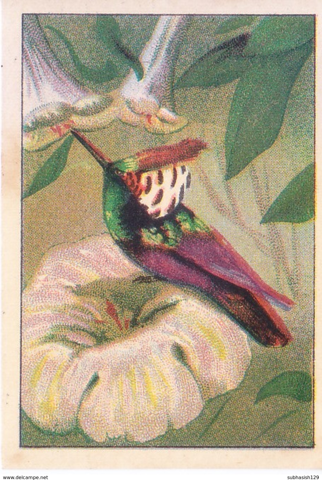 SWITZERLAND - NESTLE 'S PICTURE STAMP / CARD / LABEL - HONEY EATING BIRDS - Advertising