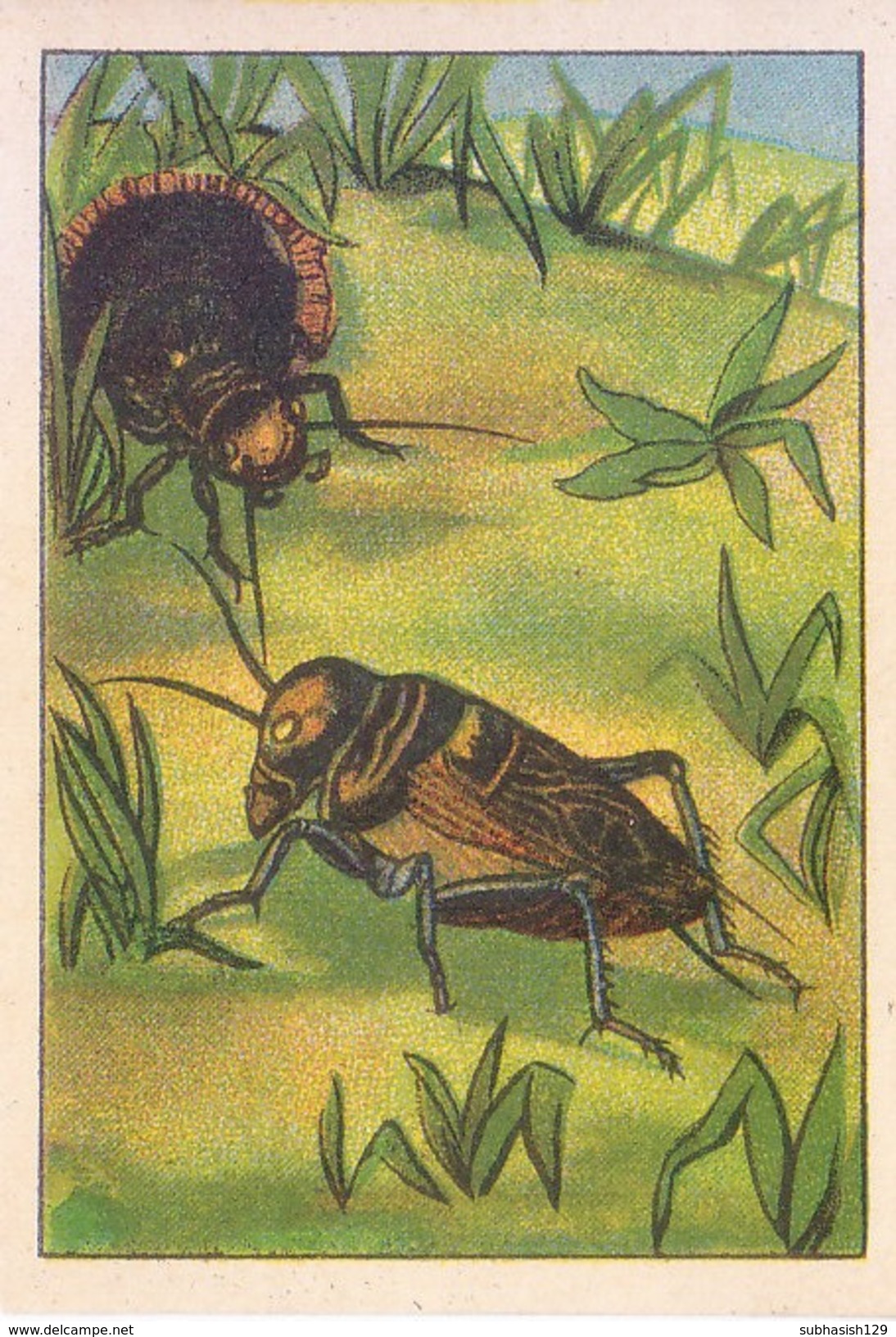 SWITZERLAND - NESTLE 'S PICTURE STAMP / CARD / LABEL - GRASSHOPPERS AND CRICKETS - Advertising