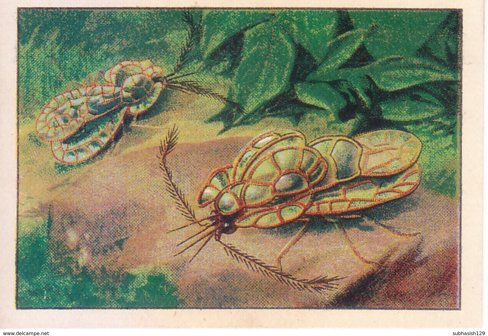 SWITZERLAND - NESTLE 'S PICTURE STAMP / CARD / LABEL - CURIOUS INSECTS - Advertising