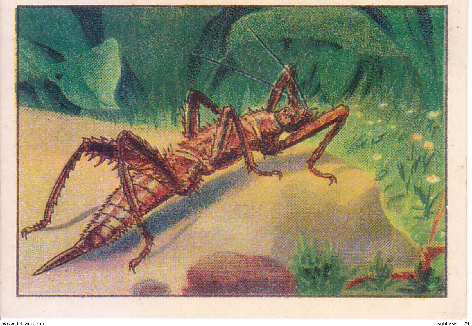 SWITZERLAND - NESTLE 'S PICTURE STAMP / CARD / LABEL - CURIOUS INSECTS - Reclame