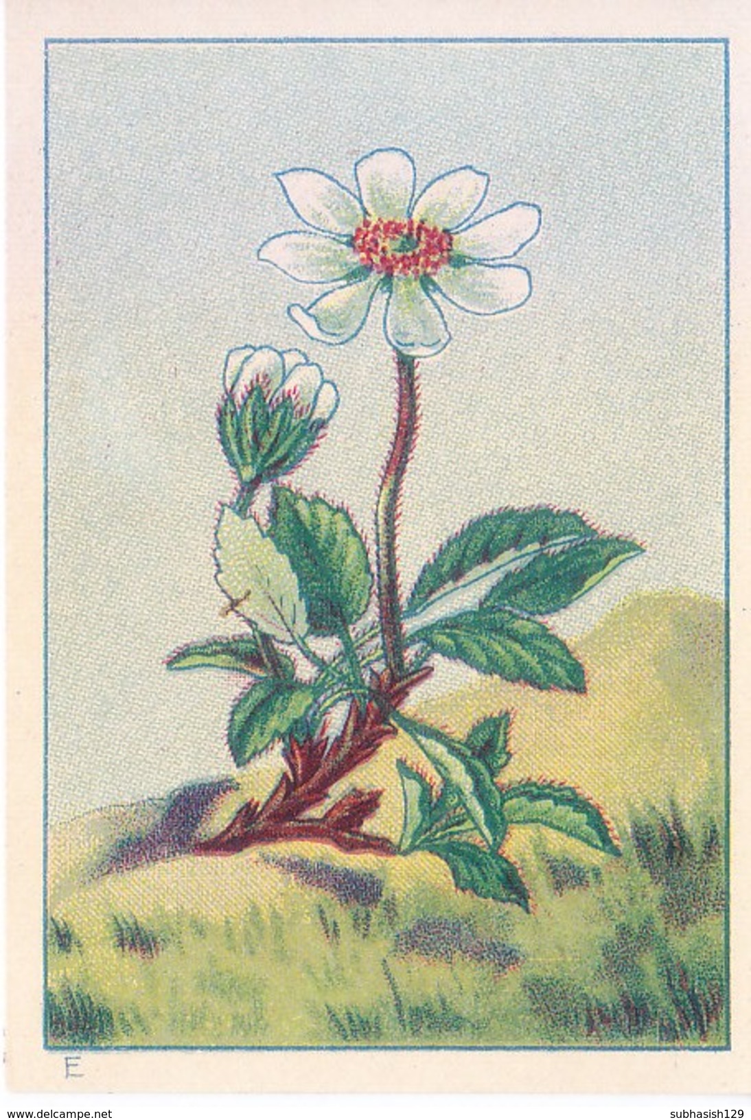 SWITZERLAND - NESTLE 'S PICTURE STAMP / CARD / LABEL - ALPINE PLANTS - Advertising