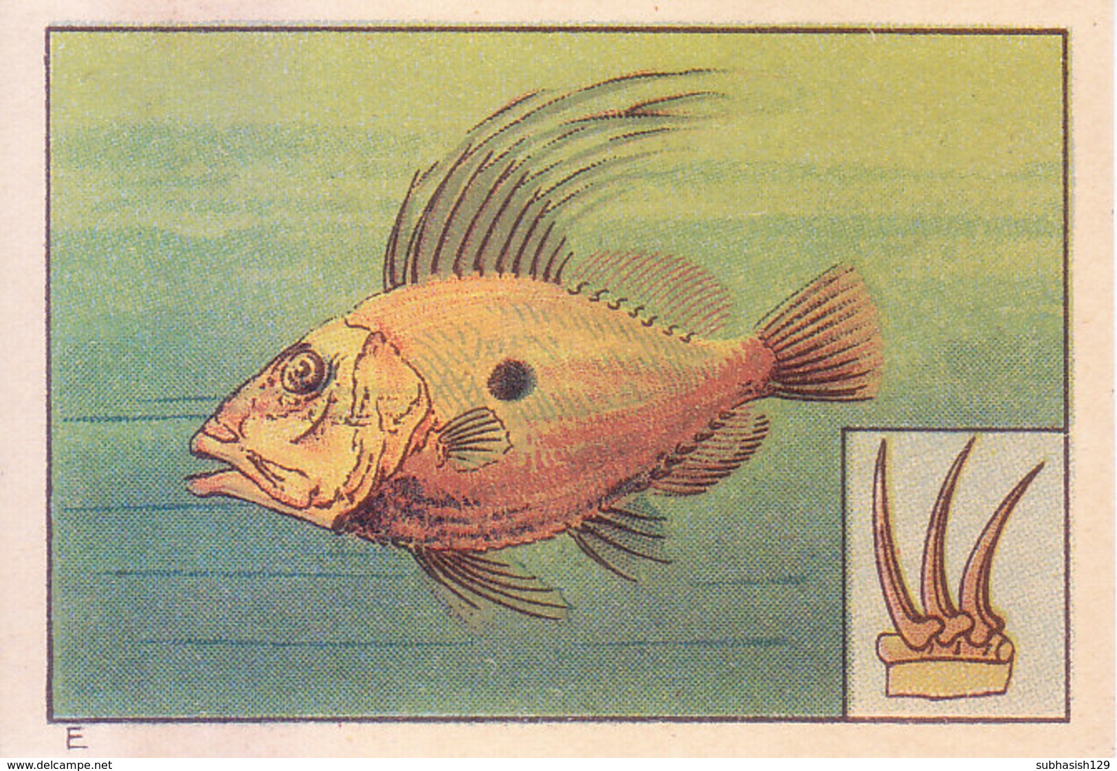 SWITZERLAND - NESTLE 'S PICTURE STAMP / CARD / LABEL - WONDERS OF THE WORLD - SEA FISH - Advertising