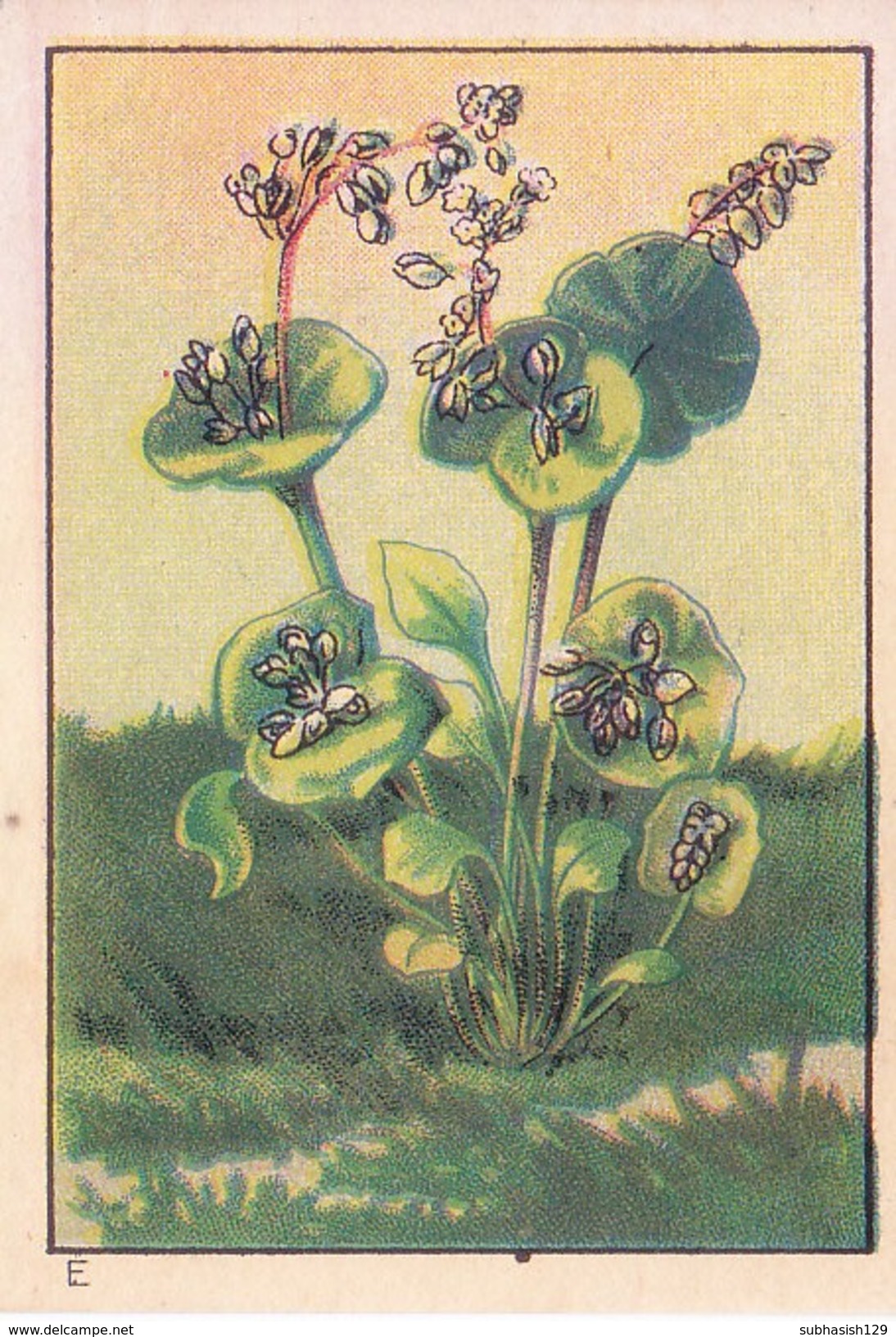 SWITZERLAND - NESTLE 'S PICTURE STAMP / CARD / LABEL - WONDERS OF THE WORLD - PLANT WITH FLOWER - Advertising