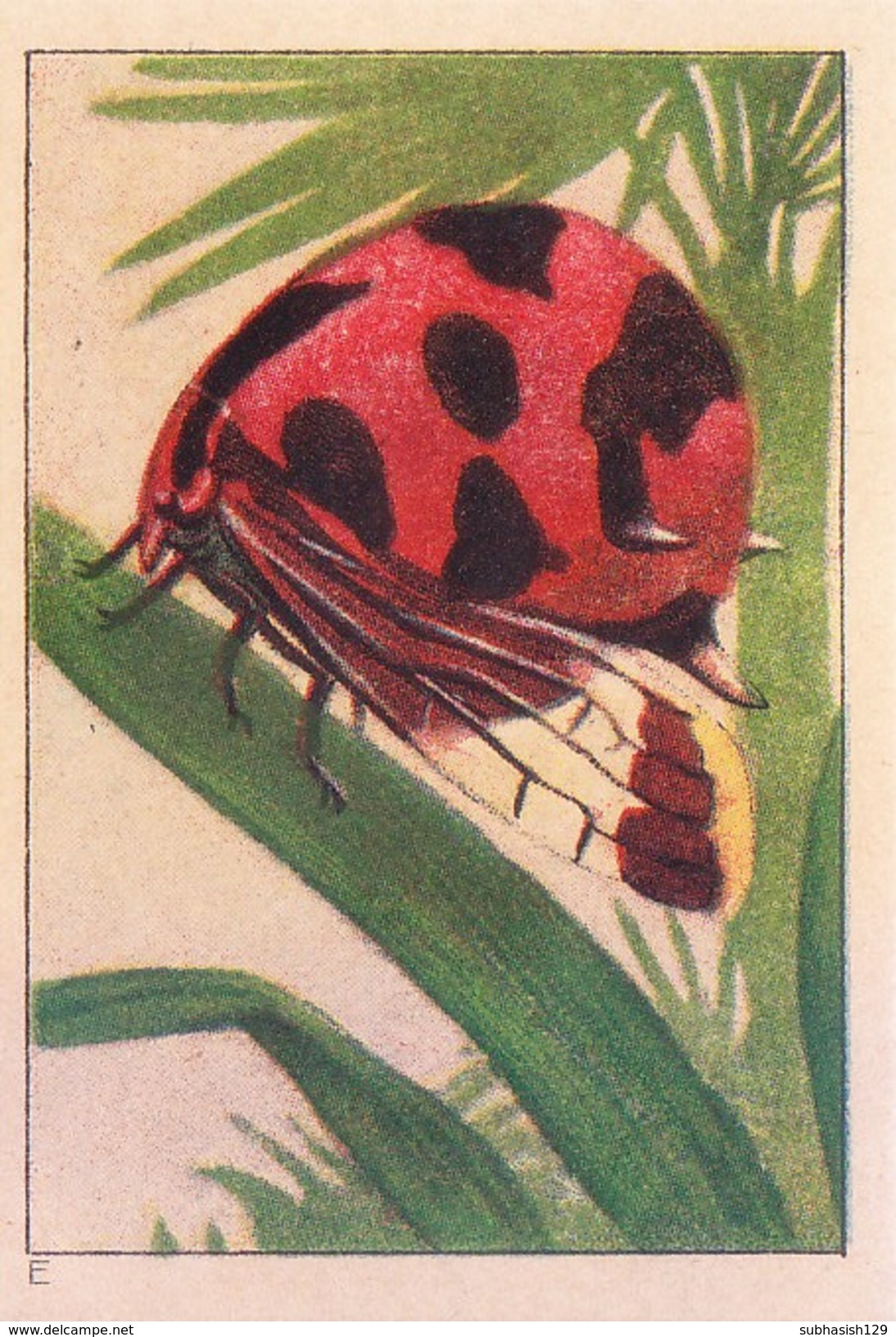 SWITZERLAND - NESTLE 'S PICTURE STAMP / CARD / LABEL - WONDERS OF THE WORLD - INSECT - Advertising