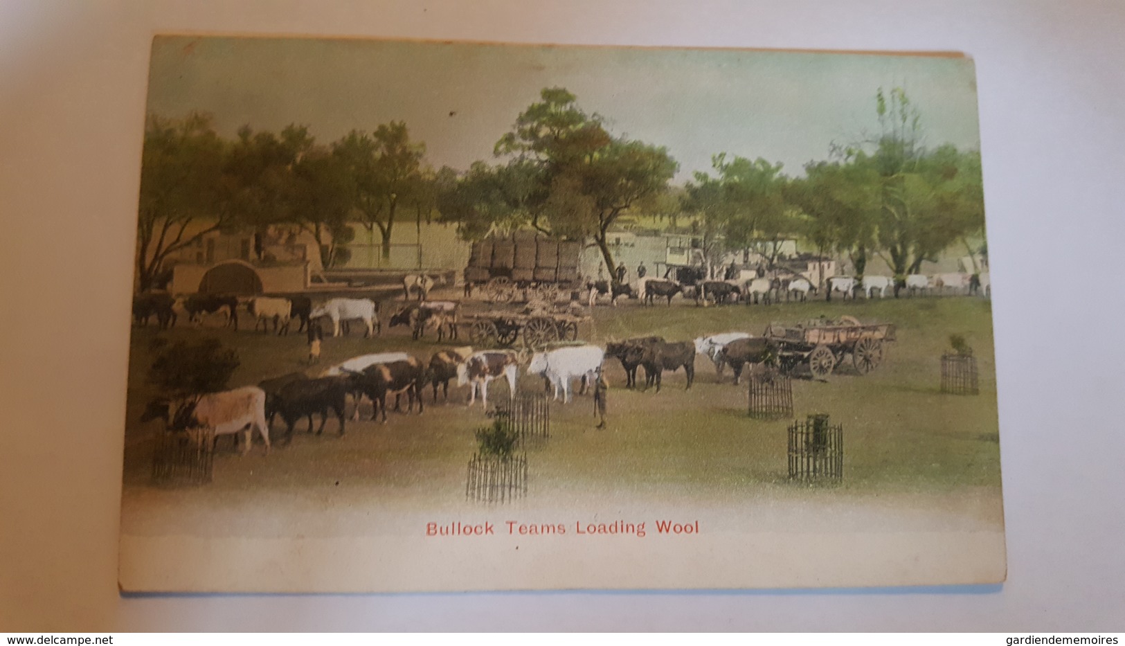 Australie - Bullock Teams Loading Wool - Towoomba / Darling Downs