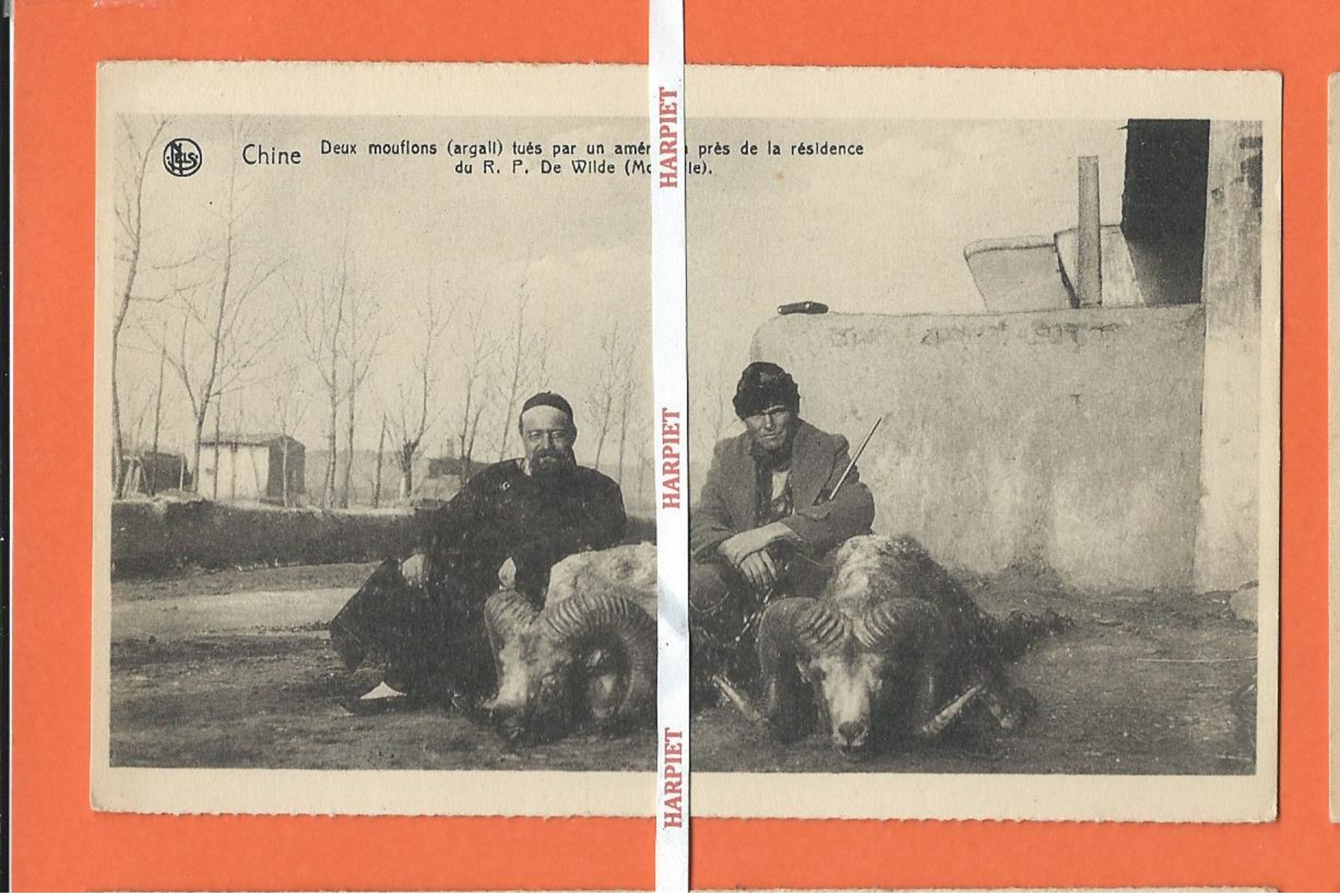 CHINE  -  Deux Mouflons (argali) Tués Par Un Américain Prèe De La Résidence Du R.P. De  Wilde  (Mongolie) - Chine