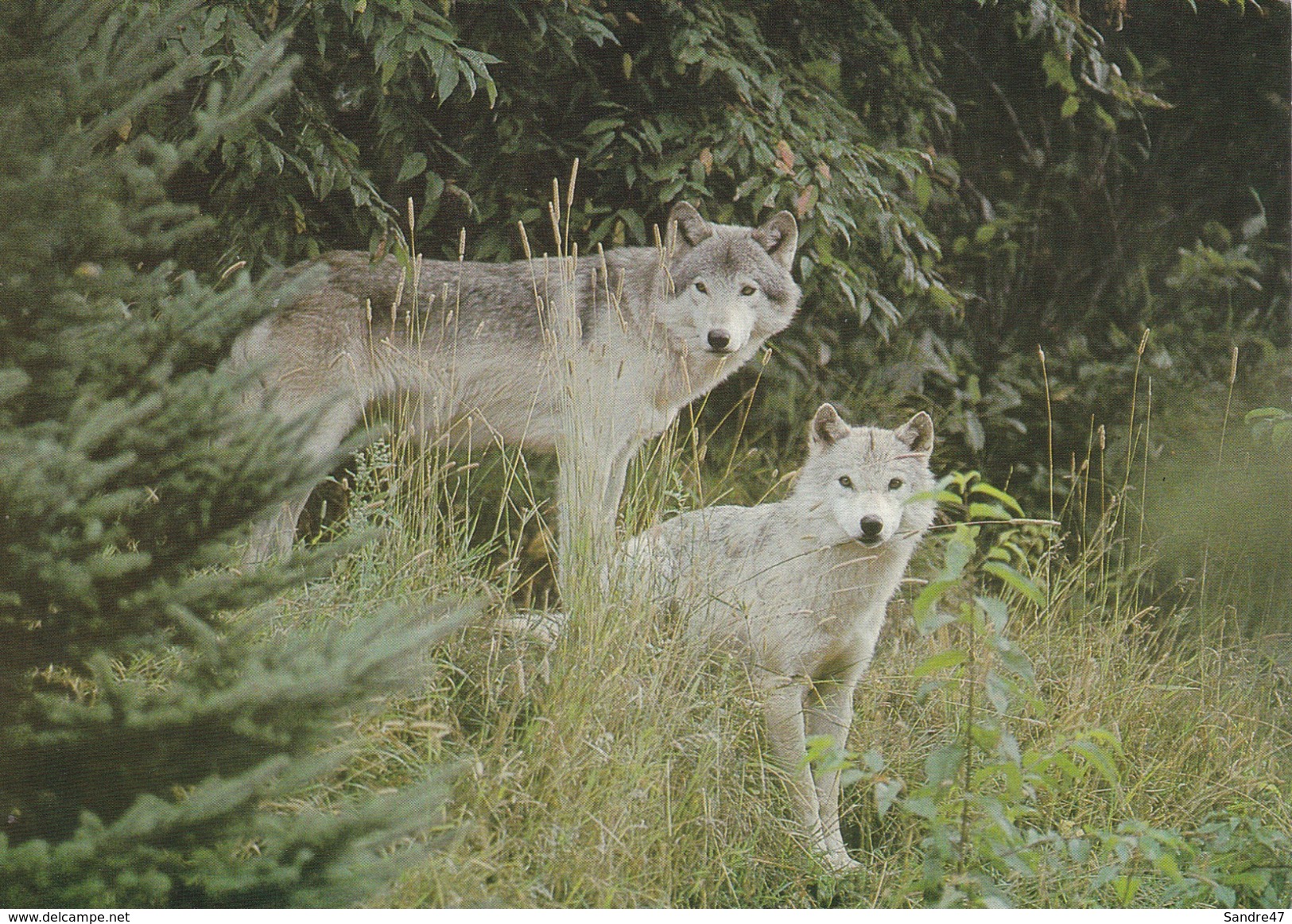 CPSM/gf  ANIMAUX.  Le Loup, Femelle Et Jeune. ...F035 - Altri & Non Classificati