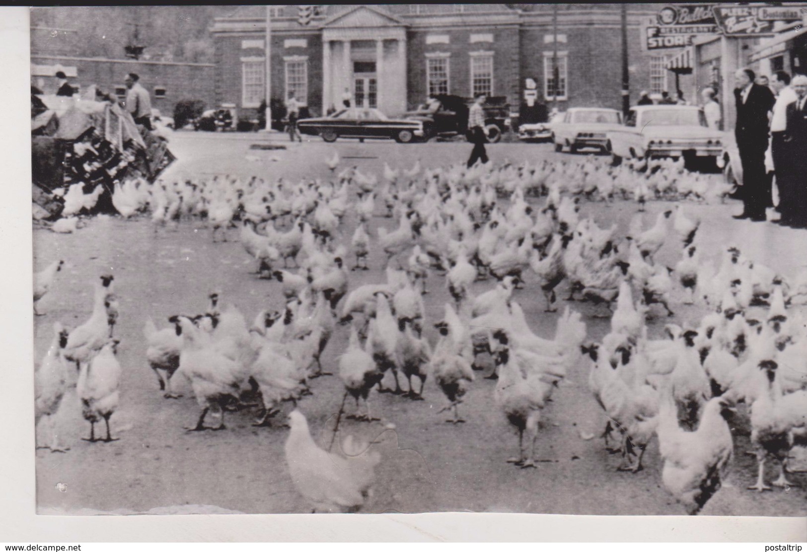 CHICKENS IN GEORGIA AFTER LORRY ACCIDENT    USA UNITED STATES   PHOTO DE PRESSE - Lugares