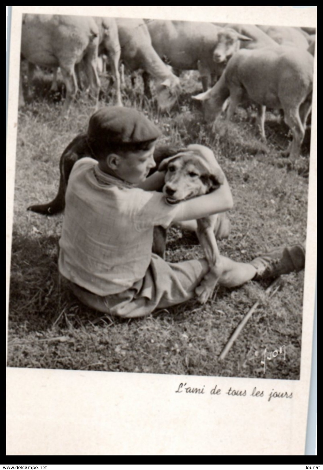 Animaux - Chien Moutons L'ami De Tous Les Jours - Chiens