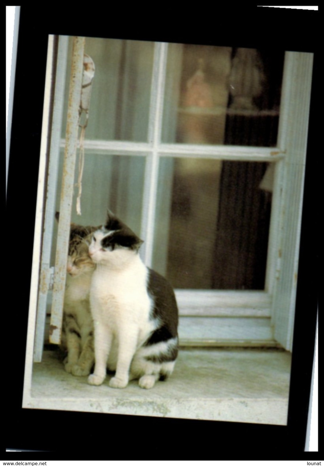 Animaux - Chat - Photo Pierre Putelat - Chats