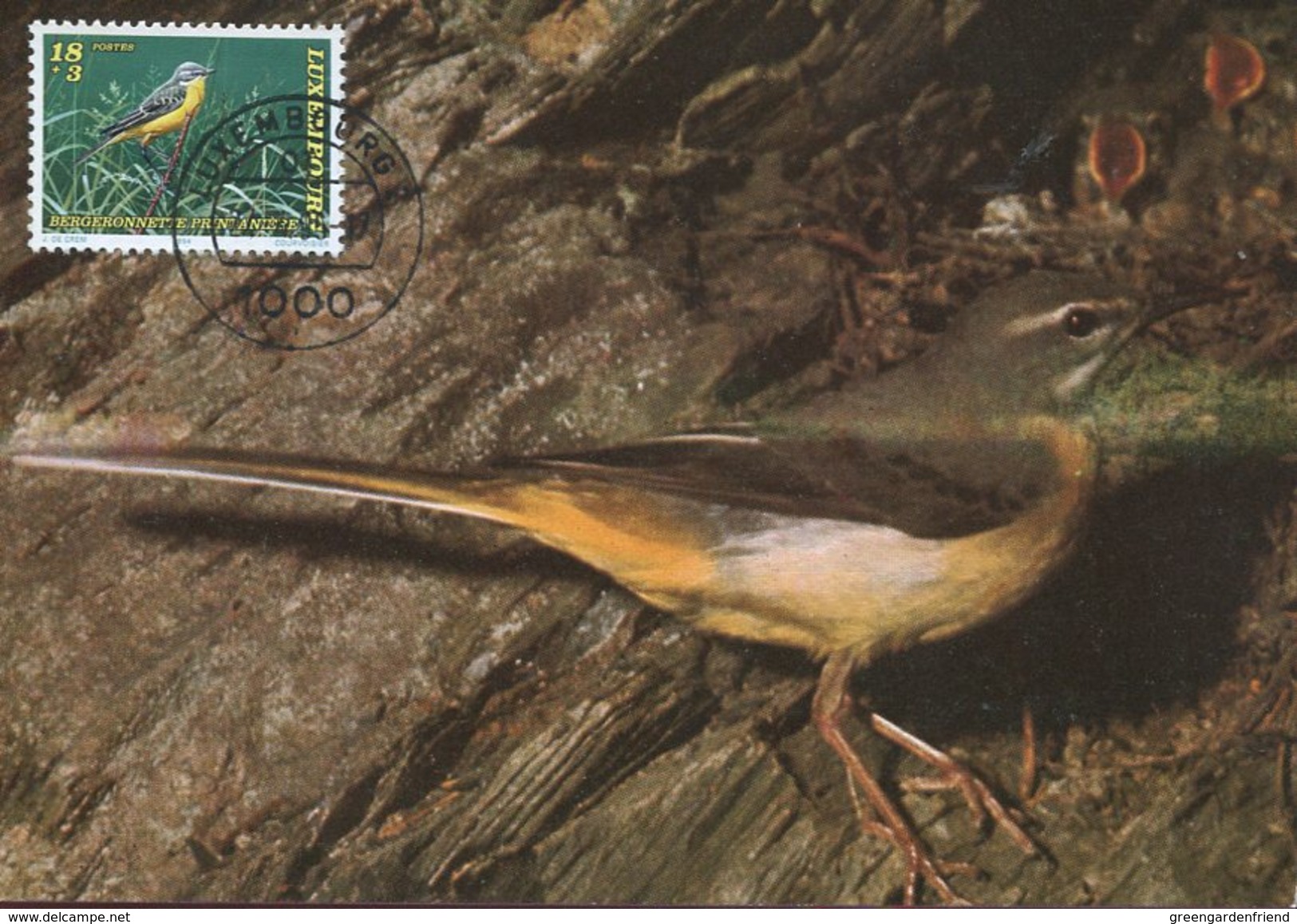 20993 Luxembourg,  Maximum 1996  Bird,  Oiseau, Vogel, - Cartes Maximum