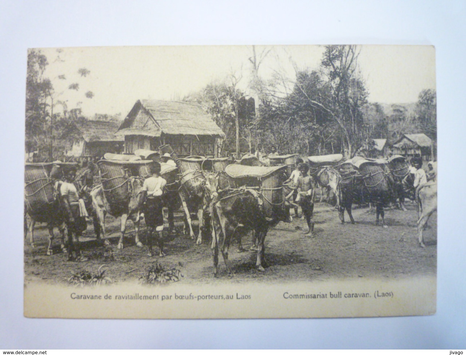 LAOS  :  Caravane De Ravitaillement Par Boeufs-porteurs   1937   - Laos