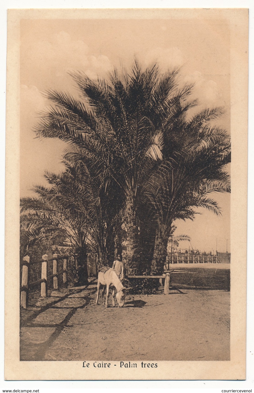 CPA - EGYPTE - Le Caire - Palm Trees - Caïro