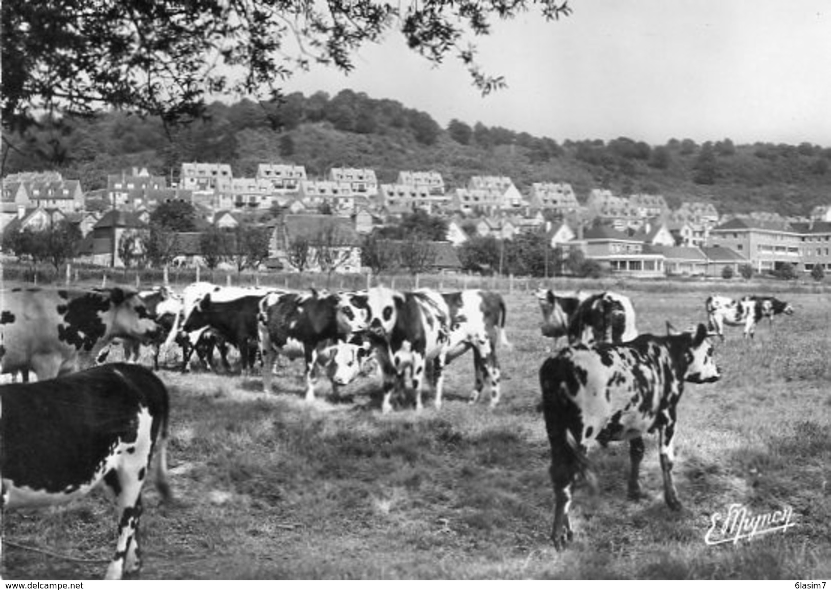 CPSM Dentelée - Le TRAIT (76) - Scène De Paturage Devant La Neuville Dans Les Années 50 / 60 - Le Trait