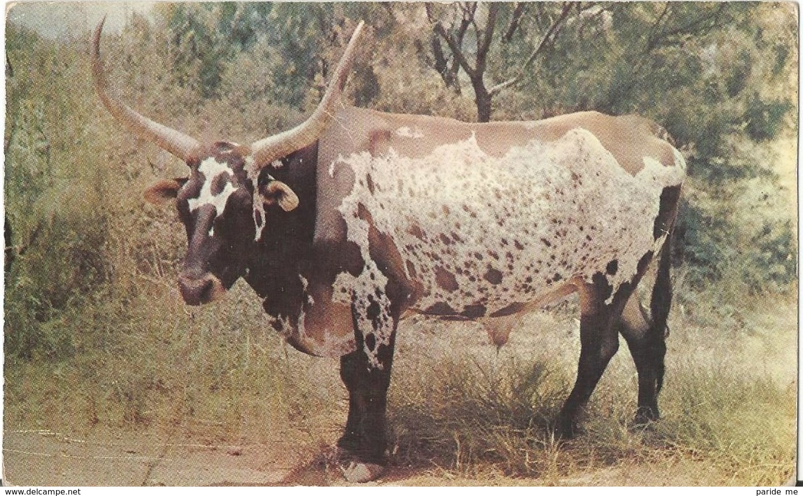 537- Longhorn Steers, This Is The Breed That Built The Cattle Industry In America - Galveston