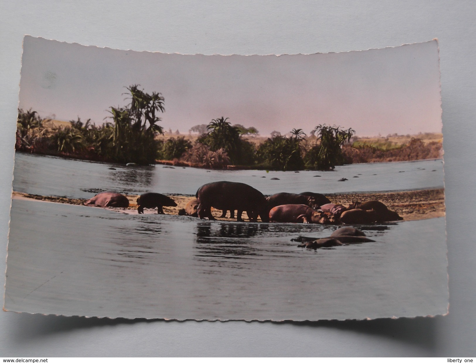 HIPPOPOTAMES Au Bain ( 1101 ) Faune Africaine - Anno 19?? ( Zie Foto Details ) !! - Hippopotames