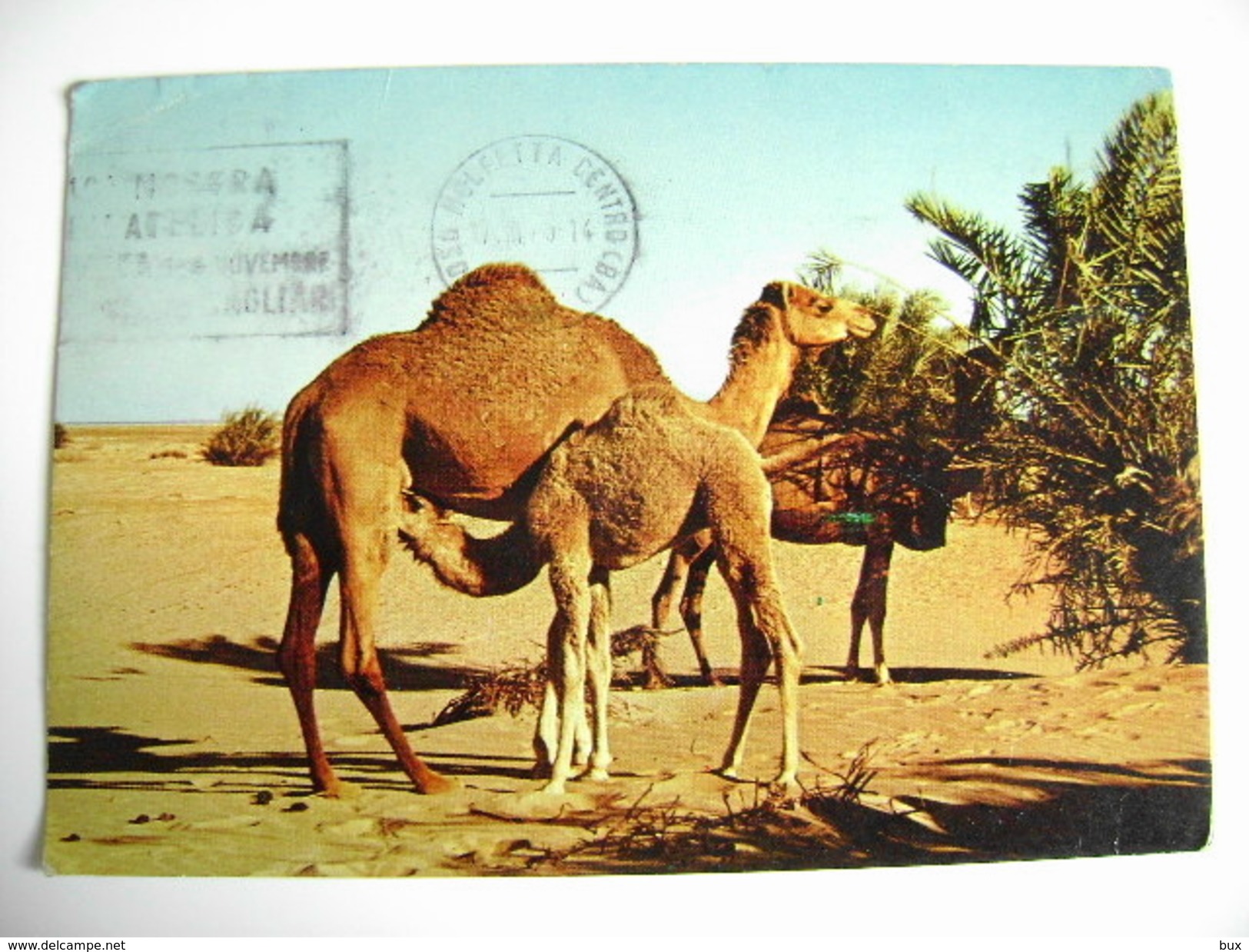 CAMELS IN THE DESERT   CAMMELLO     Arabie Saoudite  ARABIA  SAUDITA    ARAB    ASIA    POSTCARD   USED - Arabia Saudita