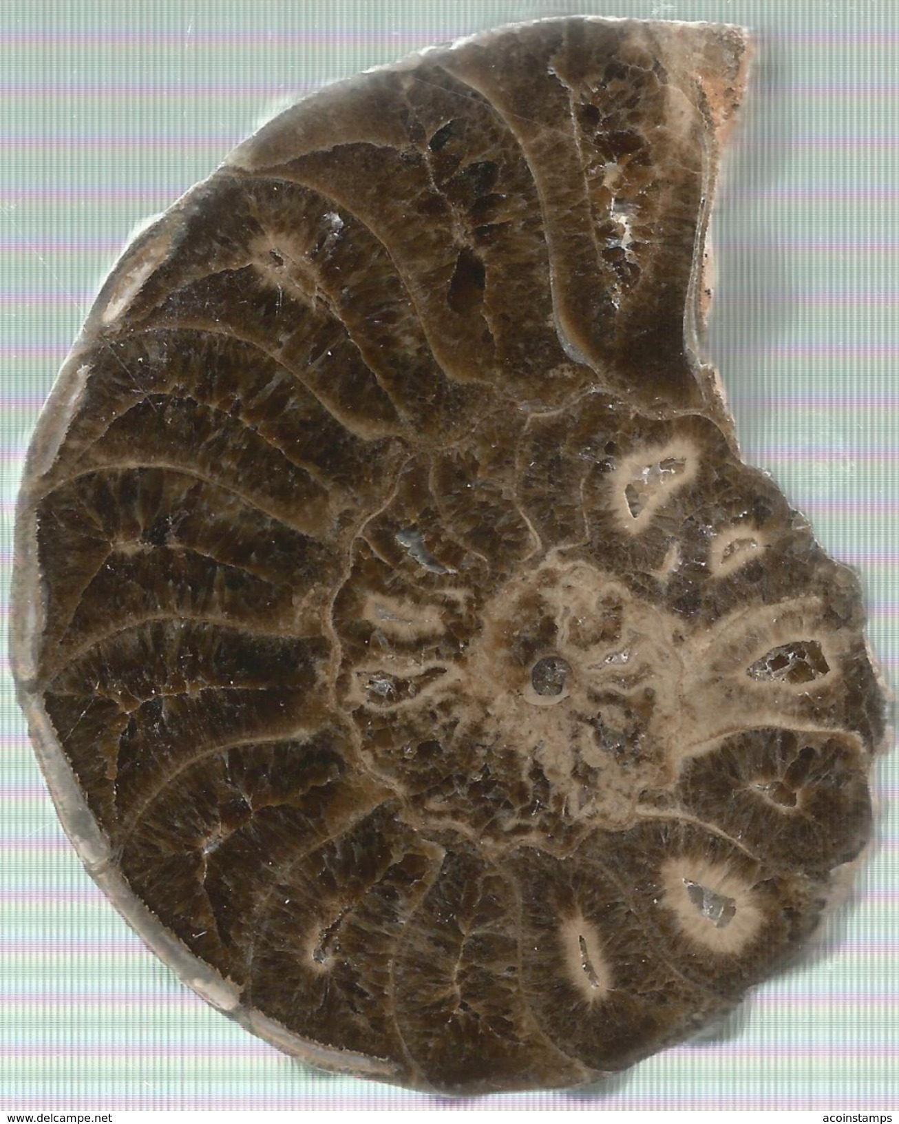 RARE AMMONITE MOLLUSK FOSSIL From MOROCCO 300 Million Years Old Seashell Shell - Fósiles