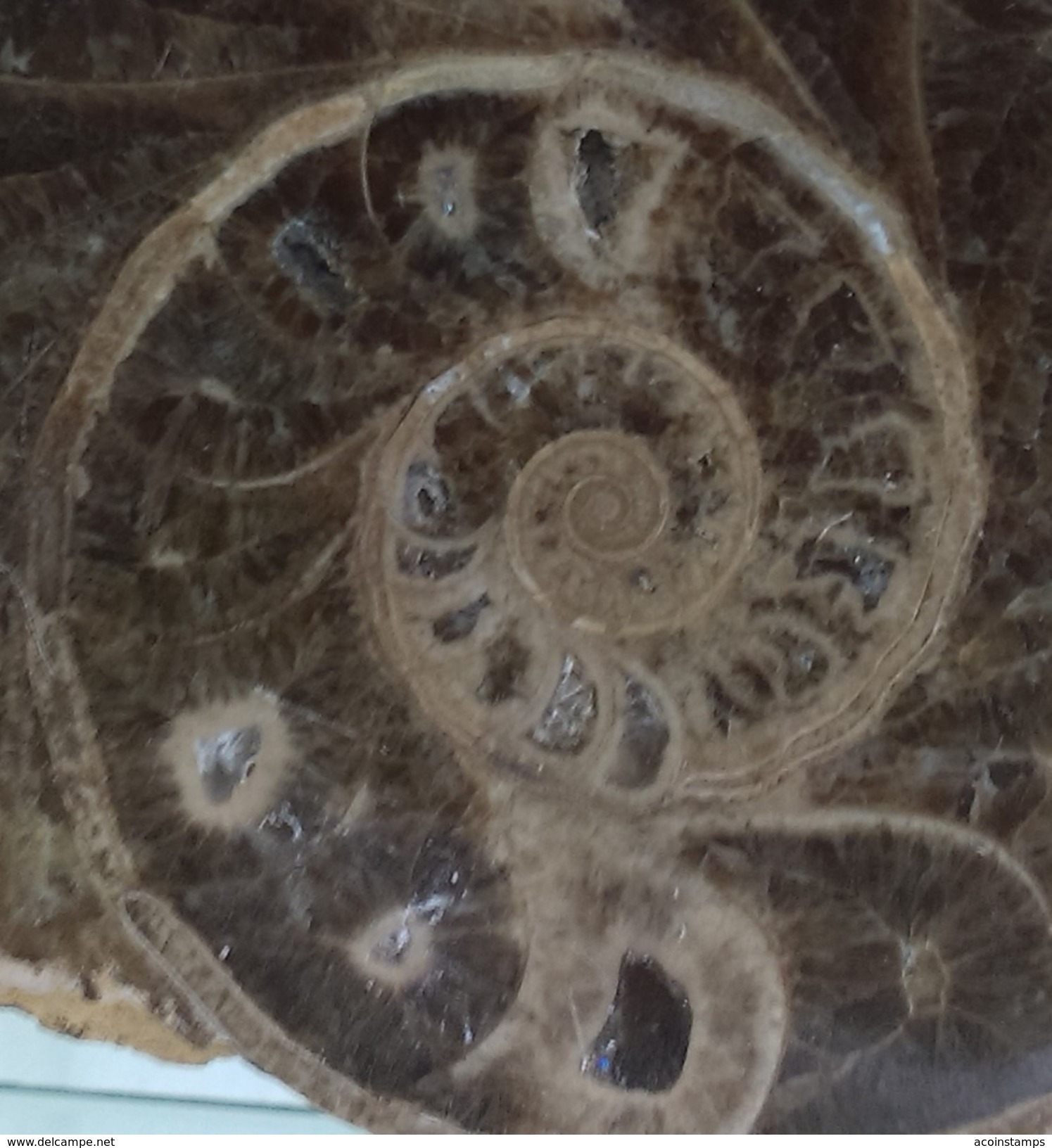 RARE AMMONITE MOLLUSK FOSSIL From MOROCCO 300 Million Years Old Seashell Shell - Fossils