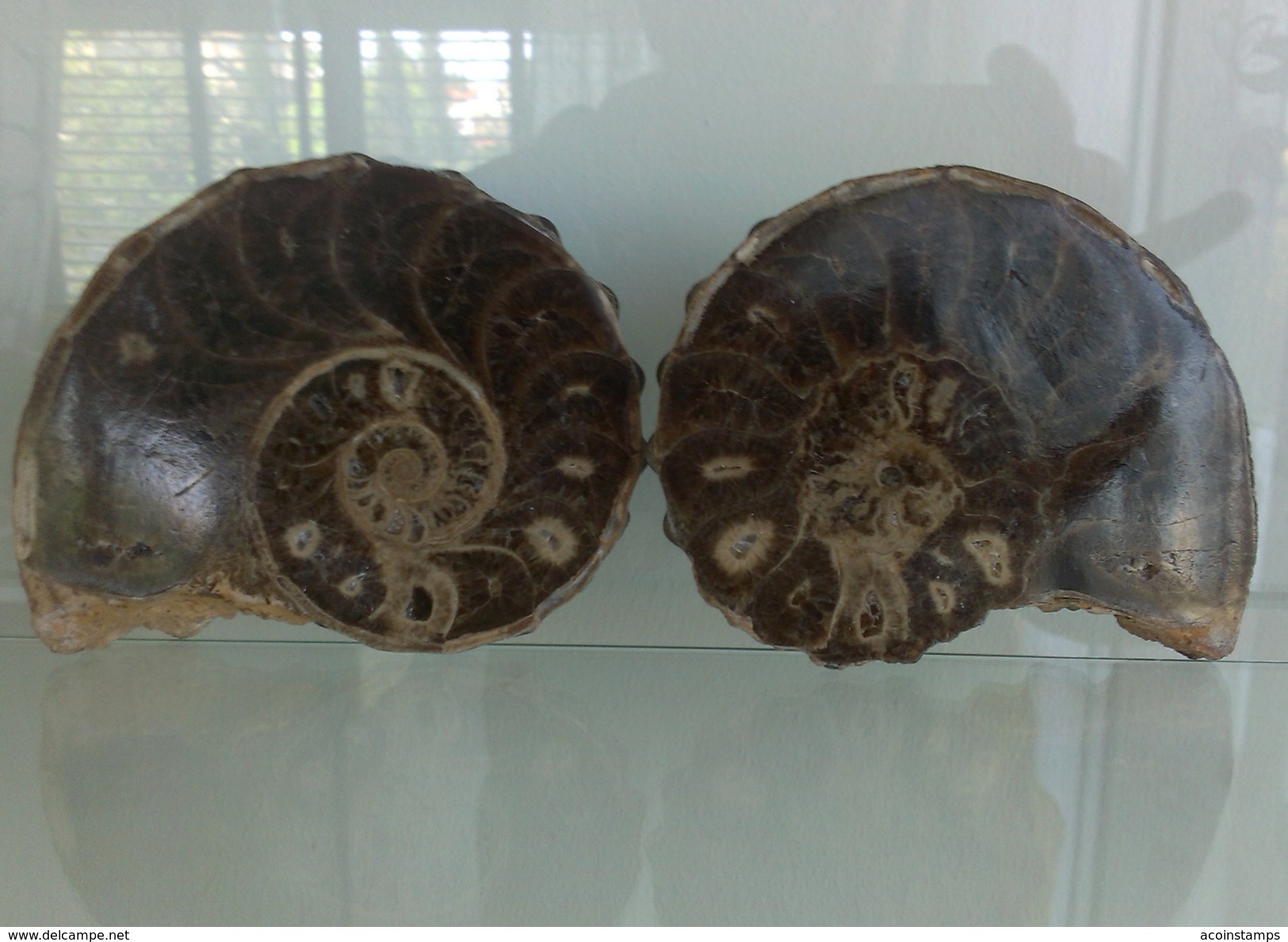 RARE AMMONITE MOLLUSK FOSSIL From MOROCCO 300 Million Years Old Seashell Shell - Fossiles
