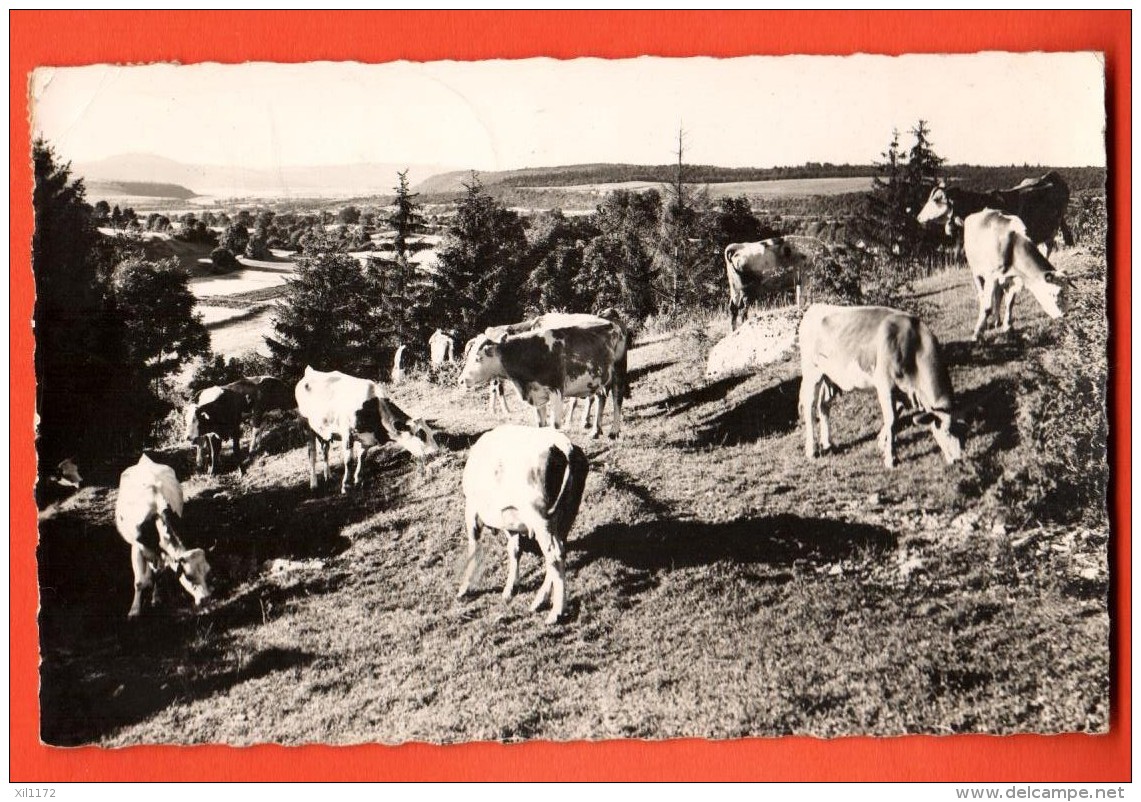 IBQ-01  Pâturages De Franche-Comté Et Troupeau De Vaches. Jura. Cachet 1952 - Franche-Comté