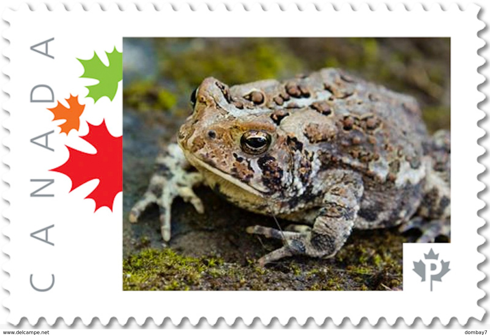 FROG, TOAD Side View Unique Personalized Picture Postage Stamp Canada 2017 P17-04fr4-2 - Frogs