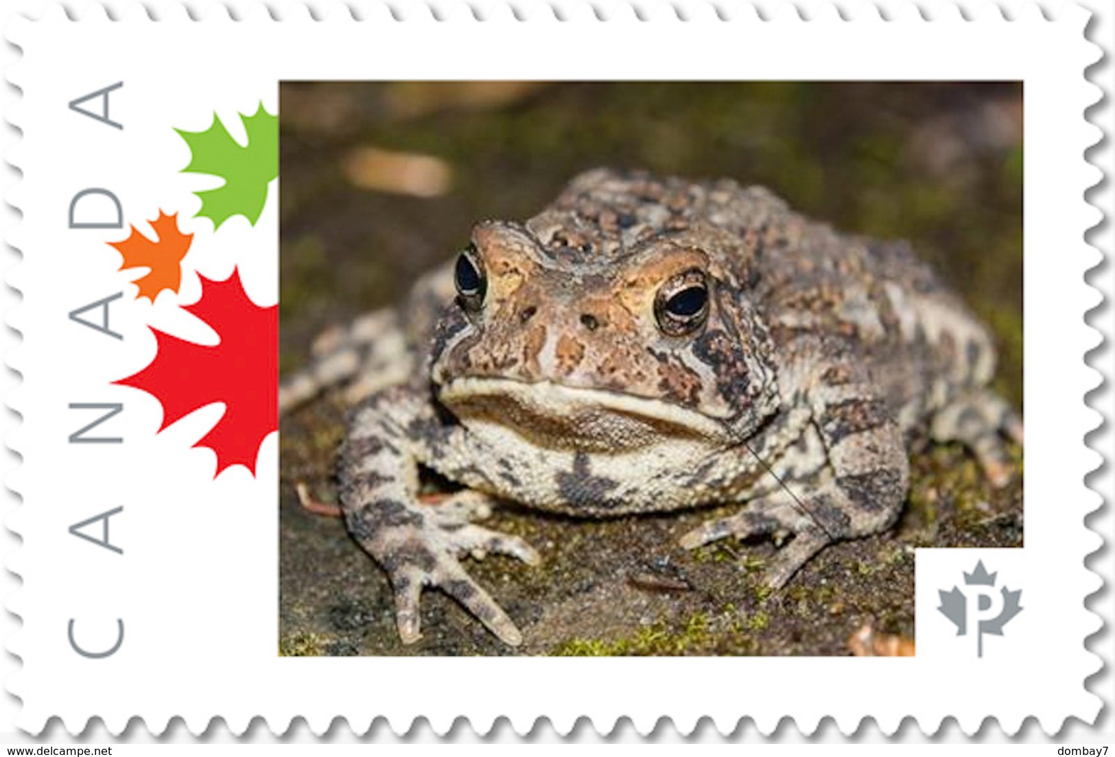 FROG, TOAD Front View Unique Picture Postage Stamp Canada 2017 P17-04fr4-3 - Frogs