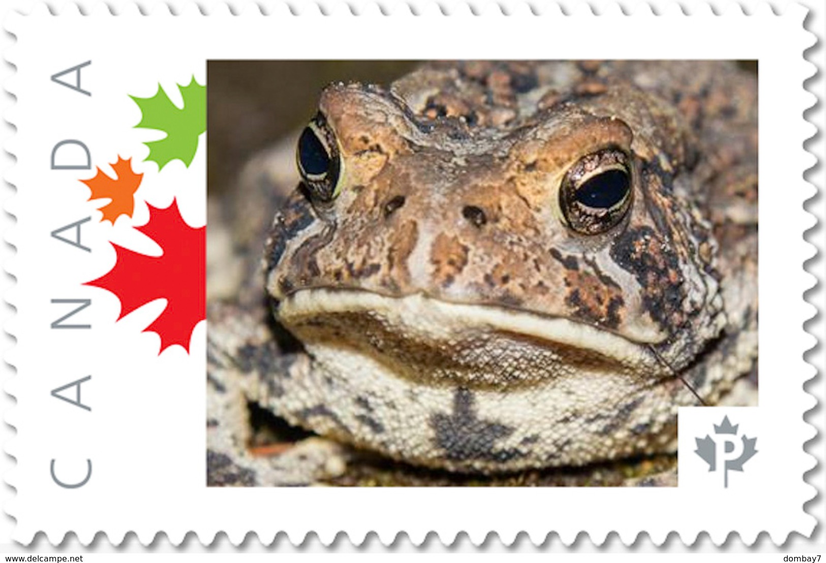 FROG, TOAD Close Up Unique Picture Postage Stamp Canada 2017 P17-04fr4-4 - Frogs