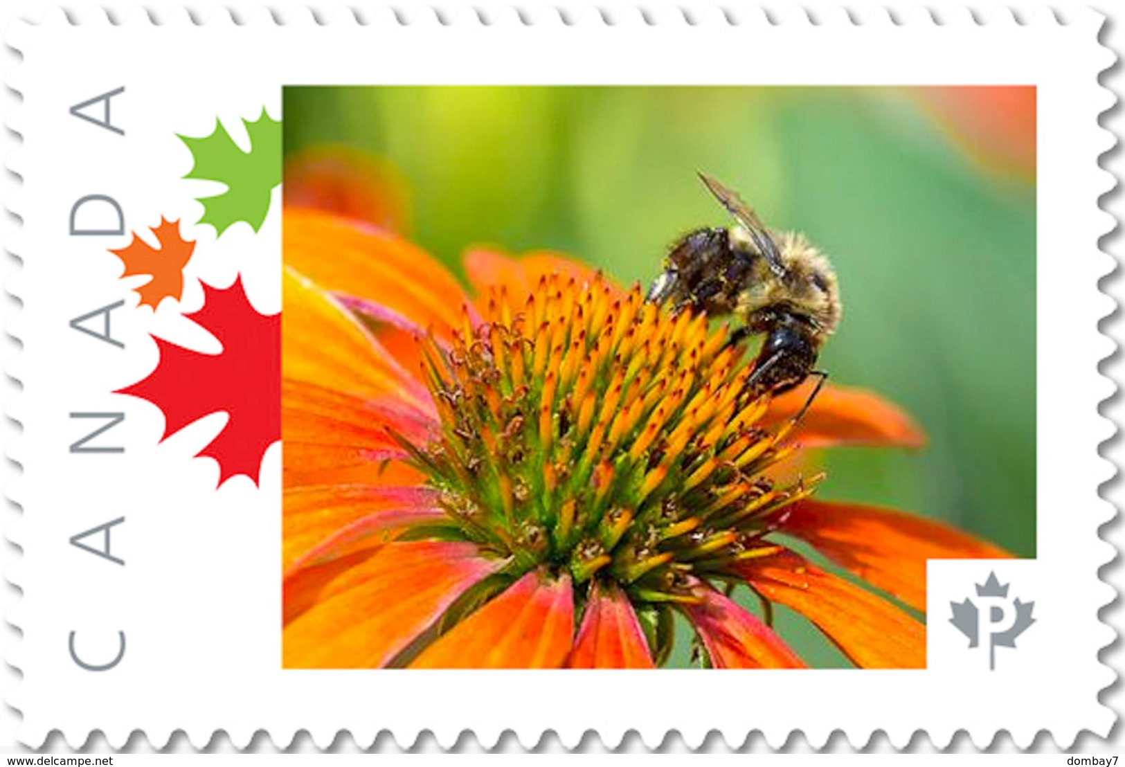 BEE, HONEYBEE On ECHINACEA FLOWER Picture Postage Stamp Canada 2017 P17-04be3-2 - Honeybees