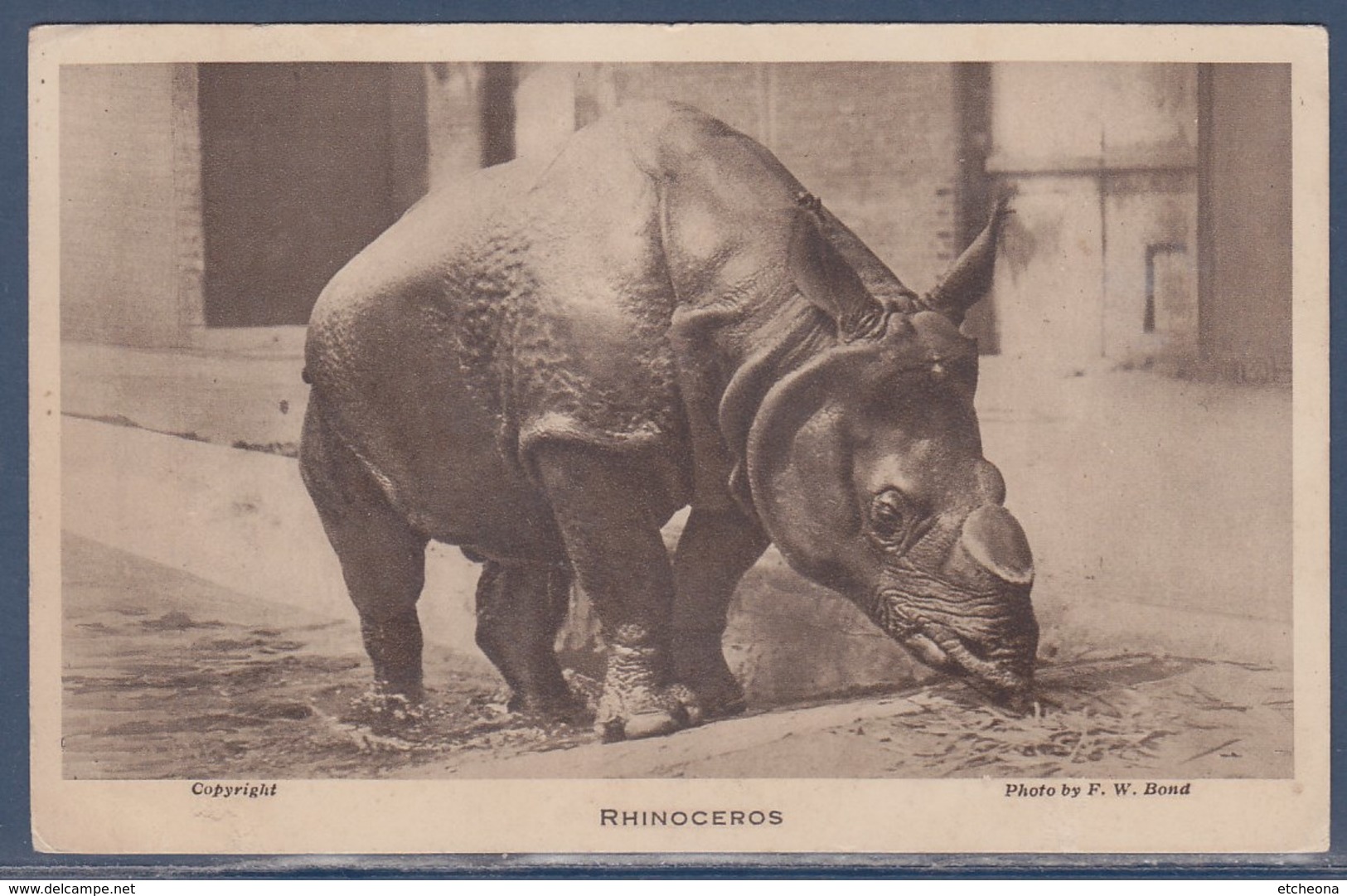 = Rhinocéros Au Jardin Zoologique De Londres - Rhinocéros