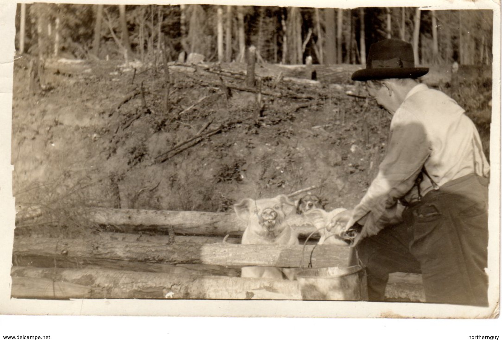 NORTH THOMPSON RIVER, British Columbia, Canada, Feeding The Pigs, Vimy Ridge Veteran, Pre-1919 RPPC - Autres & Non Classés