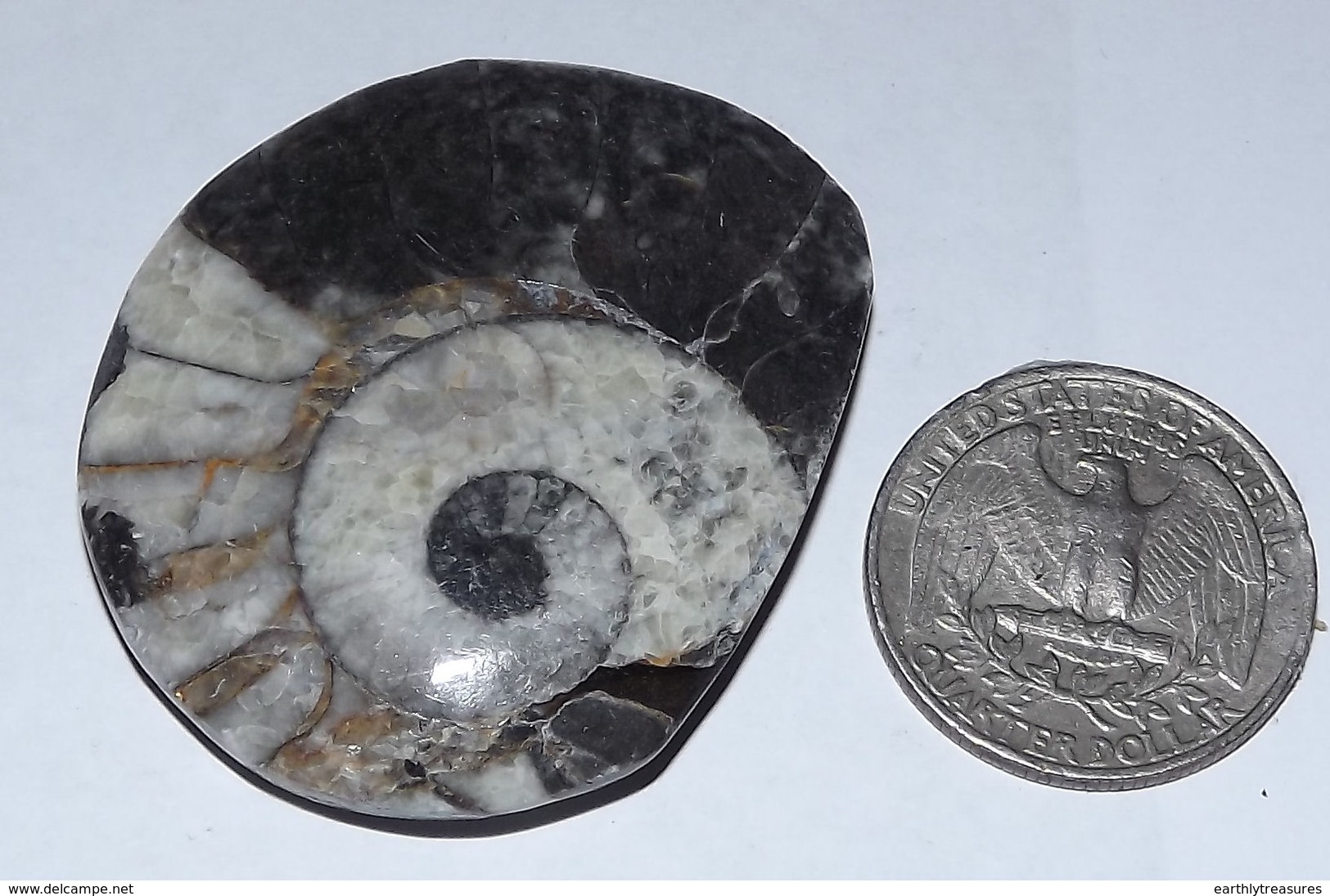 Devonian Age Goniatite AMMONITE From Morocco (#G1580) - Fossiles