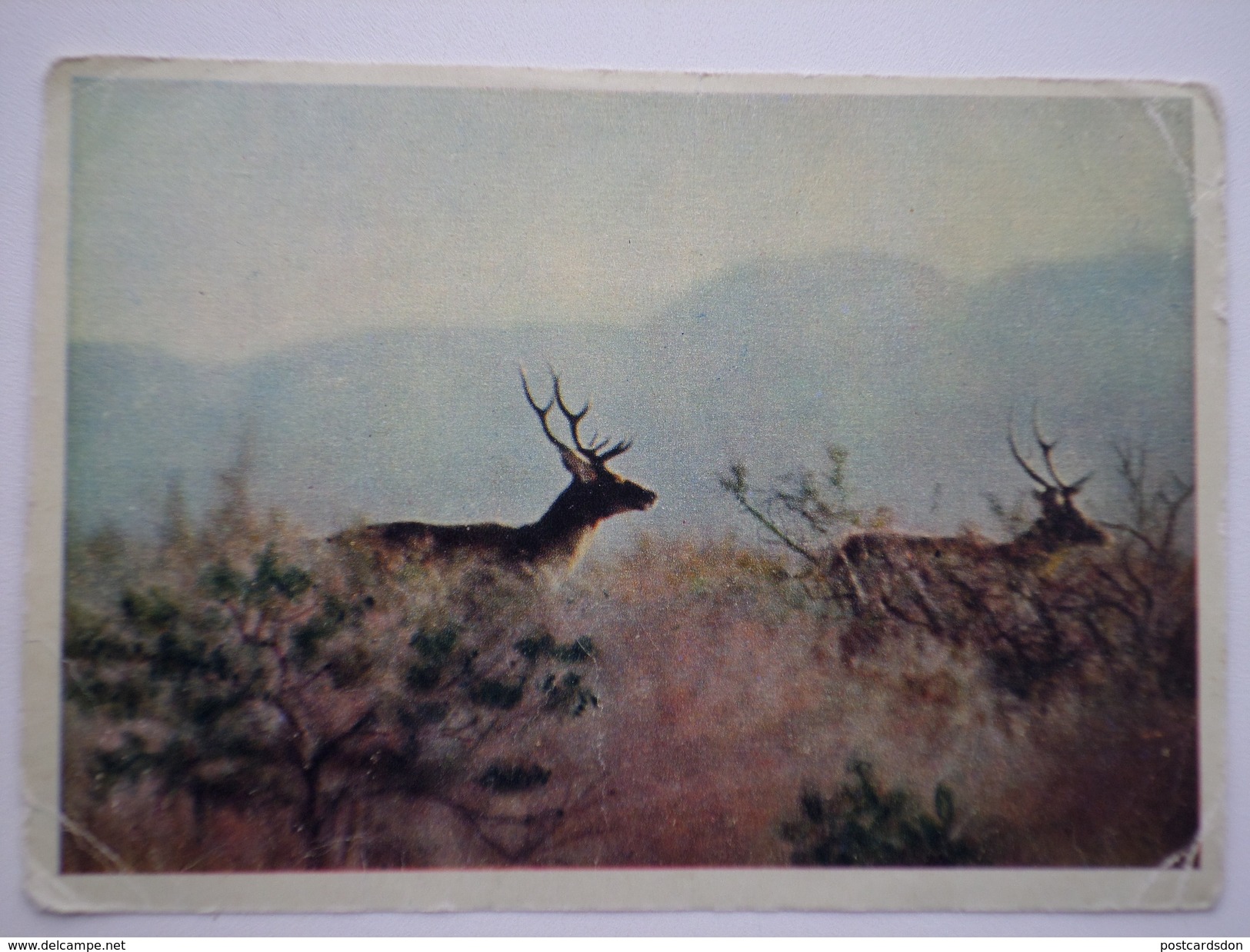 Tadjikistan. Tian Shan Mountains. Bukhara Deer / Bactrian Deer- Old USSR Postcard 1958 - Tadjikistan