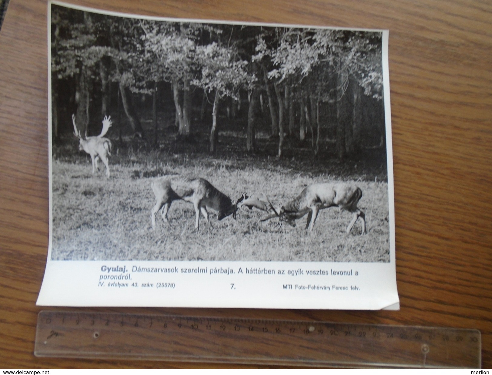 ZS7.11  MTI FOTO- Press Photo -   Gyulaj - Fallow Dear -Daim - Fighting -  1960's - Autres & Non Classés