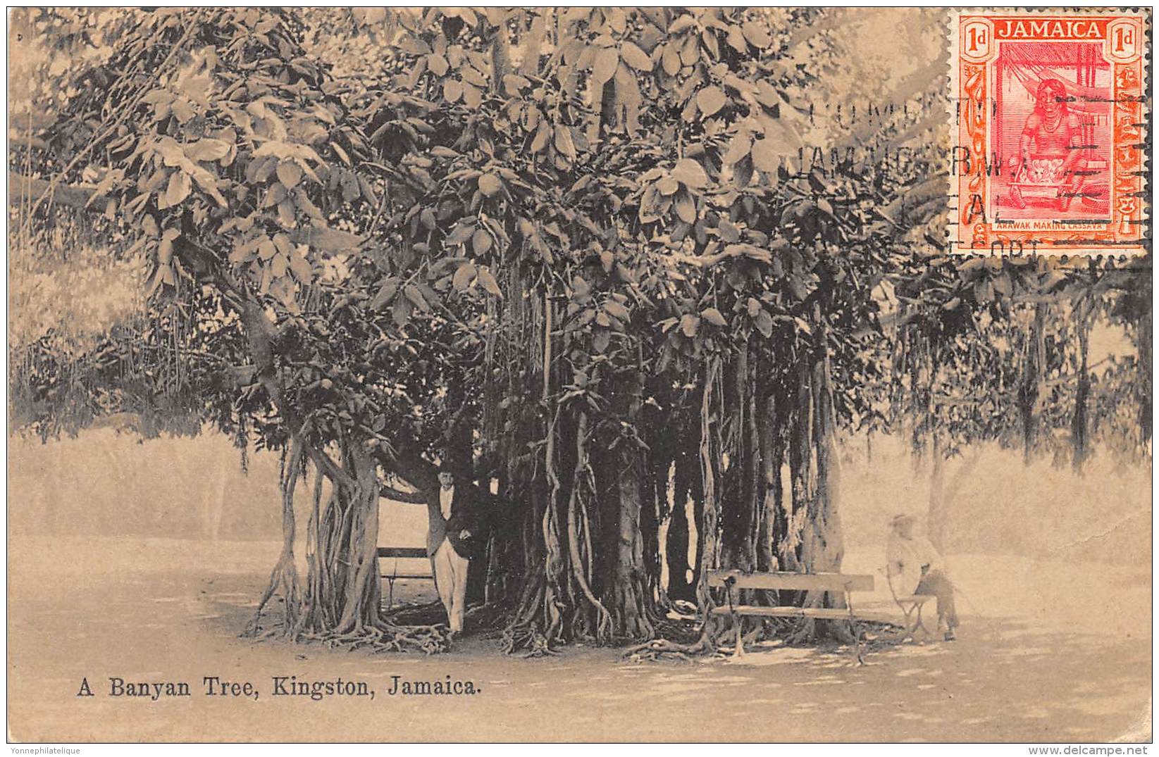 JAMAIQUE / A Banyan Tree - Kingston - Jamaïque