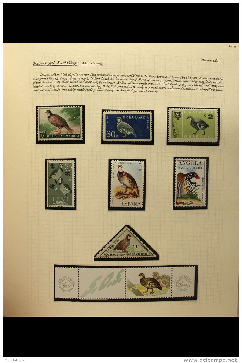 BIRDS - GAME BIRDS  An Attractive &amp; Extensive Collection, Neatly Presented On Written Up Pages In A Brace Of... - Unclassified