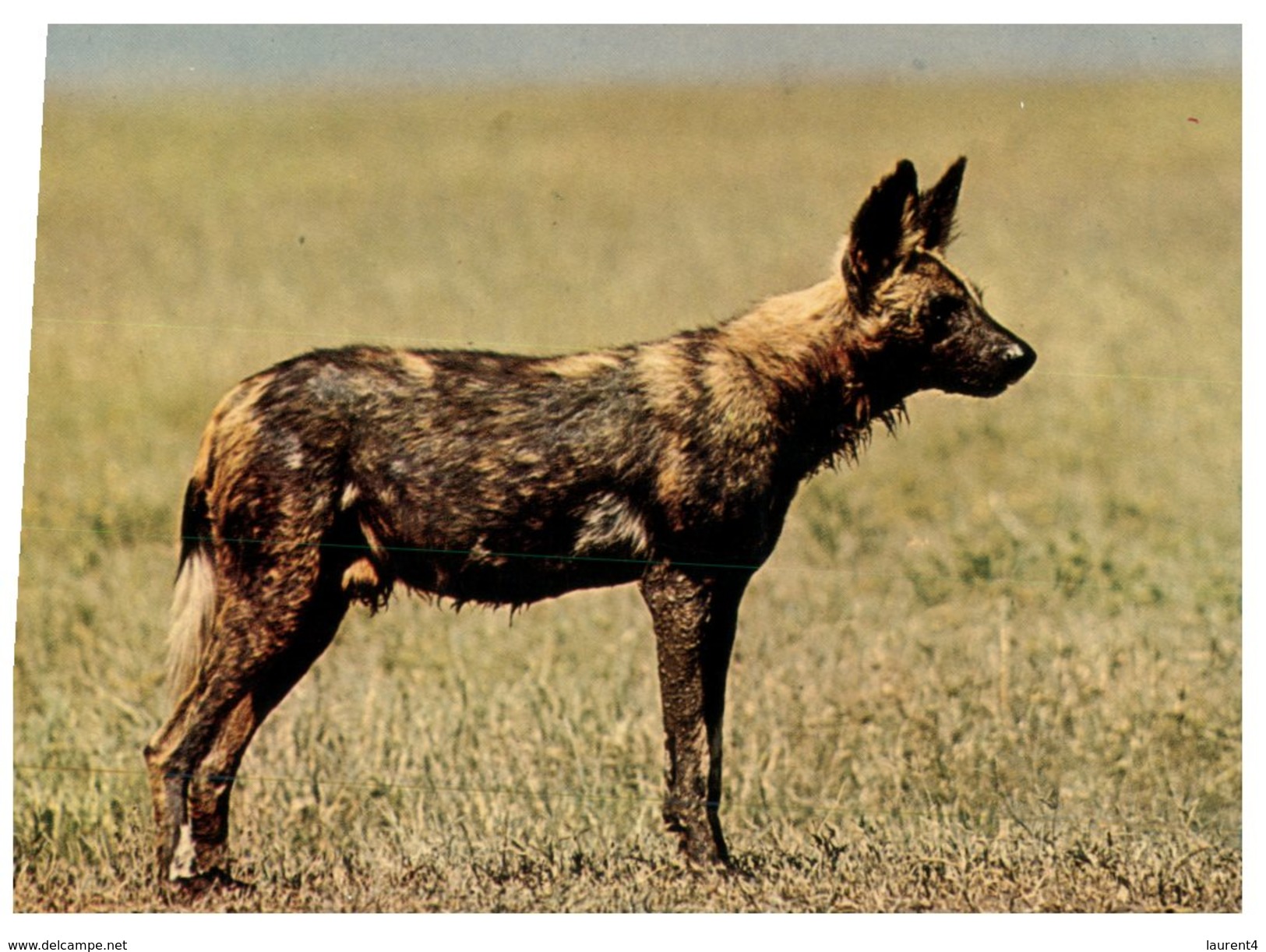 (M+S 333) African Jackal - Chiens