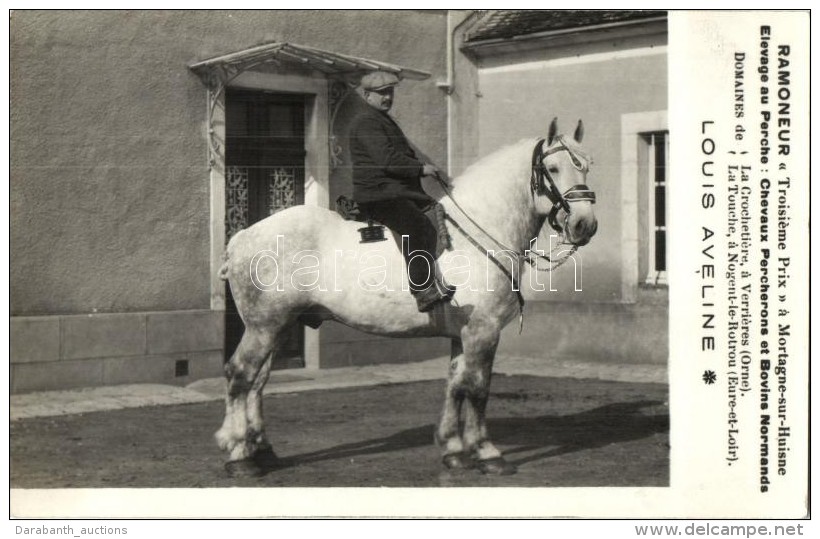 ** * 4 Db R&Eacute;GI Francia Lovas Fot&oacute; K&eacute;peslap, Mot&iacute;vumlap / 4 Pre-1945 French Horse Photo... - Zonder Classificatie