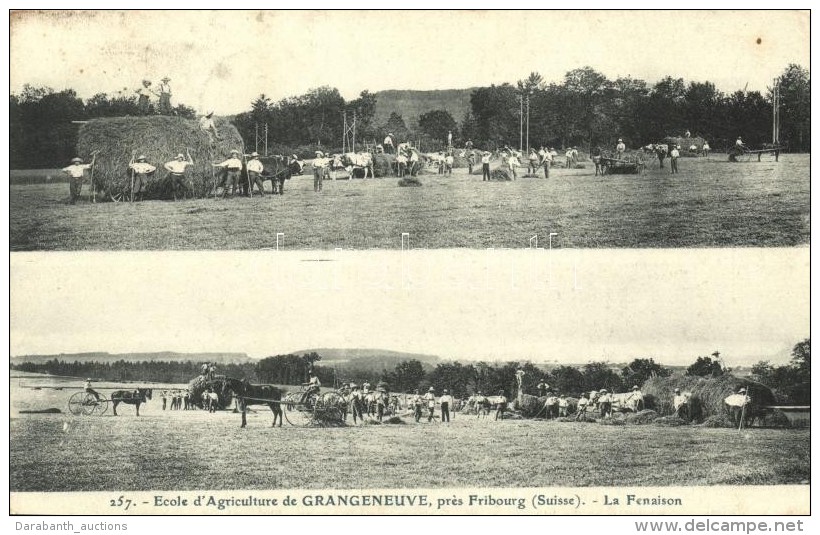 T2 Fribourg, Ecole D'Agriculture De Grangeneuve / Agricultural School, Haymaking - Non Classés