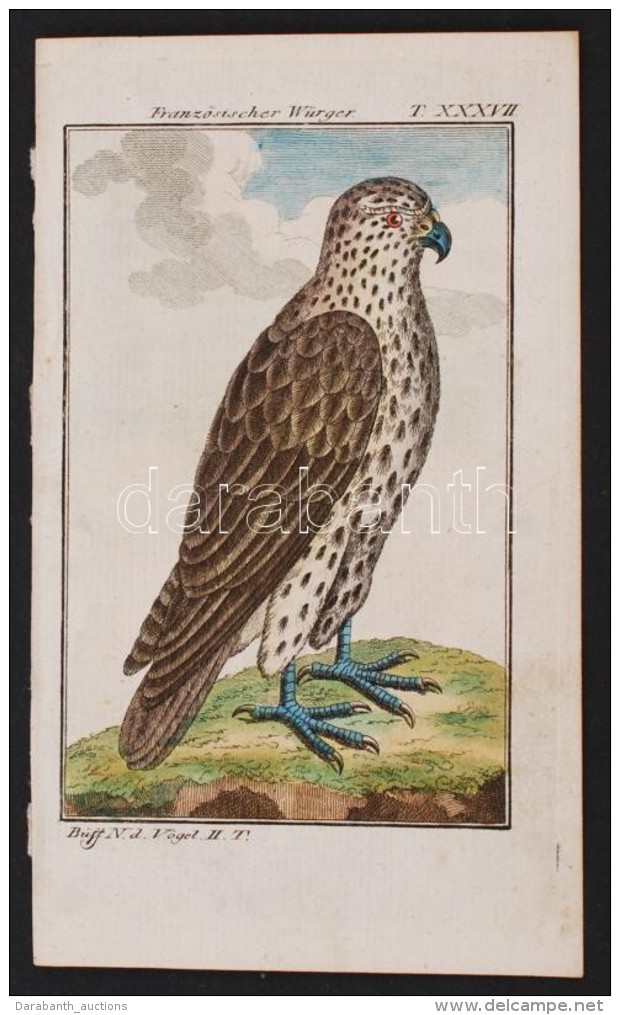 1784-1785 FranzÅ‘sischer W&uuml;rger,r&eacute;zmetszet, Pap&iacute;r George-Louis Leclerq De Buffon (1707-1788)... - Estampes & Gravures