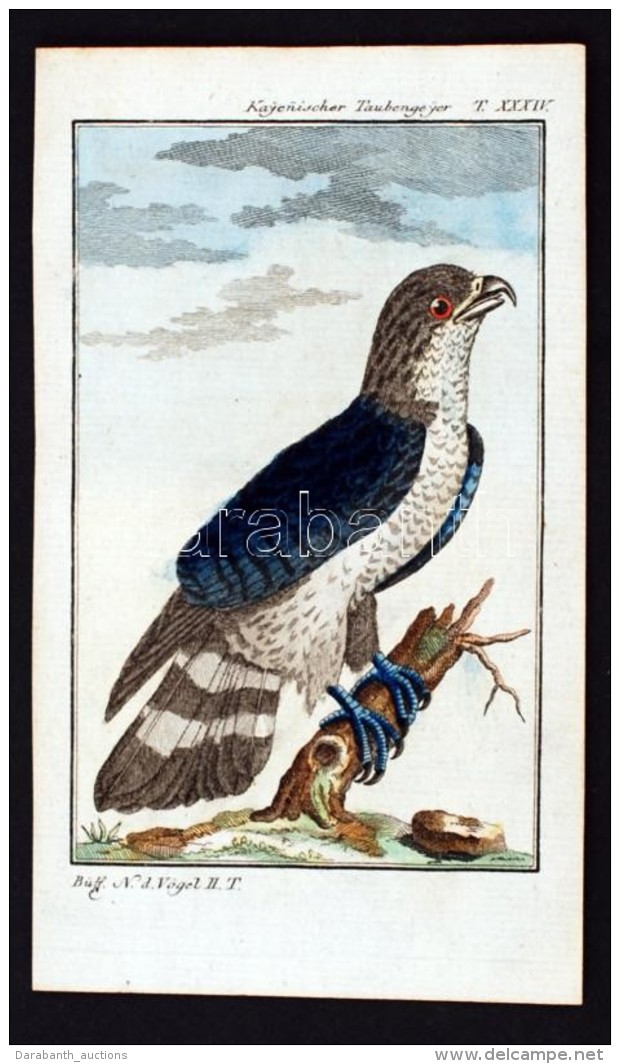 1784-1785 Kayenischer Taubengeyer,r&eacute;zmetszet, Pap&iacute;r George-Louis Leclerq De Buffon (1707-1788)... - Estampes & Gravures