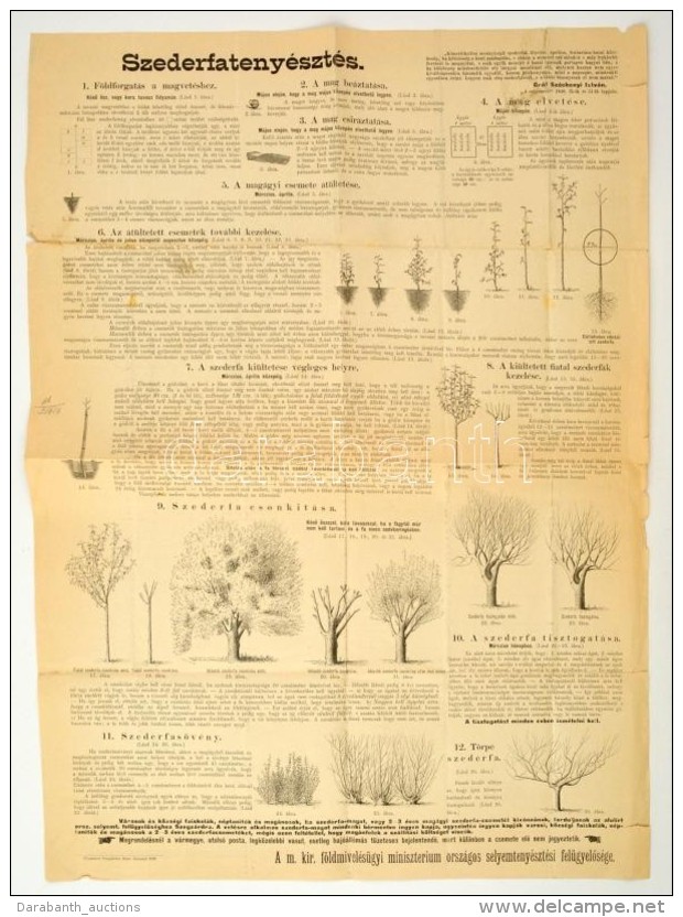 1898 Plak&aacute;t A Szederfateny&eacute;szt&eacute;srÅ‘l. Hajt&aacute;snyomokkal 50x70 Cm - Other & Unclassified