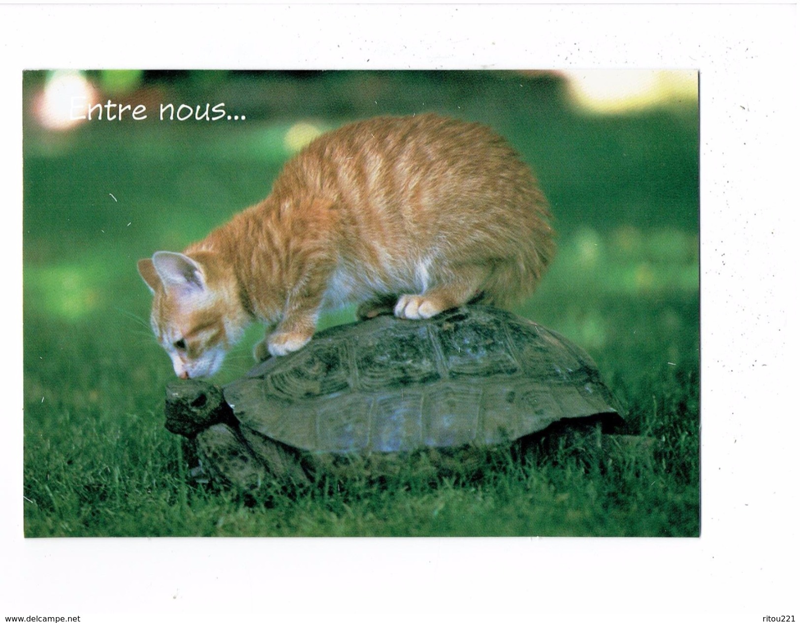 DOUBLE Grande Cpm Animaux Entre Noux - Chat Assis Sur Carapace Tortue - 4 Pattes Company Hallmark - JOYEUX ANNIVERSAIRE - Turtles