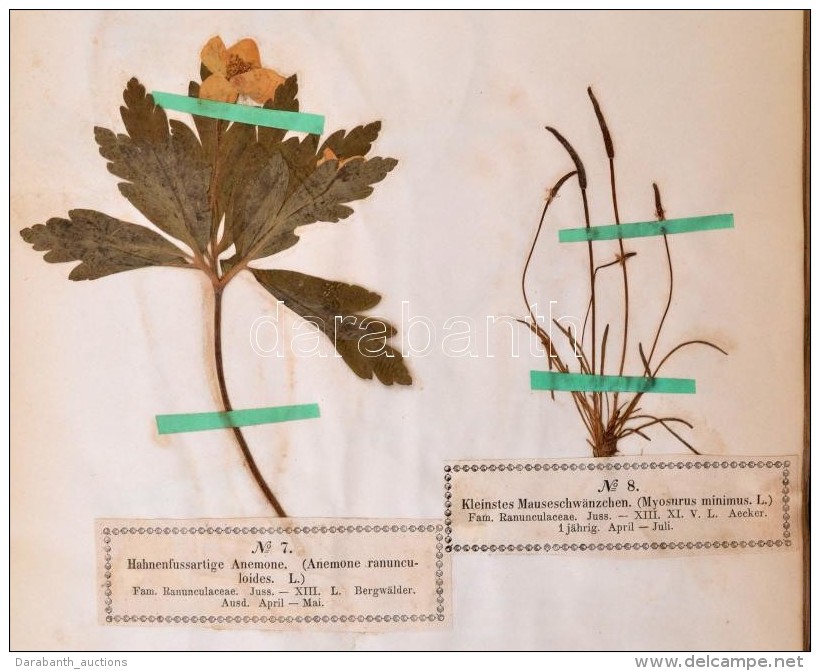 Wagner, Hermann: Phanerogamen-Herbarium. (Vir&aacute;gos N&ouml;v&eacute;nyek) Lieferung I-VIII. Komplett!... - Non Classés