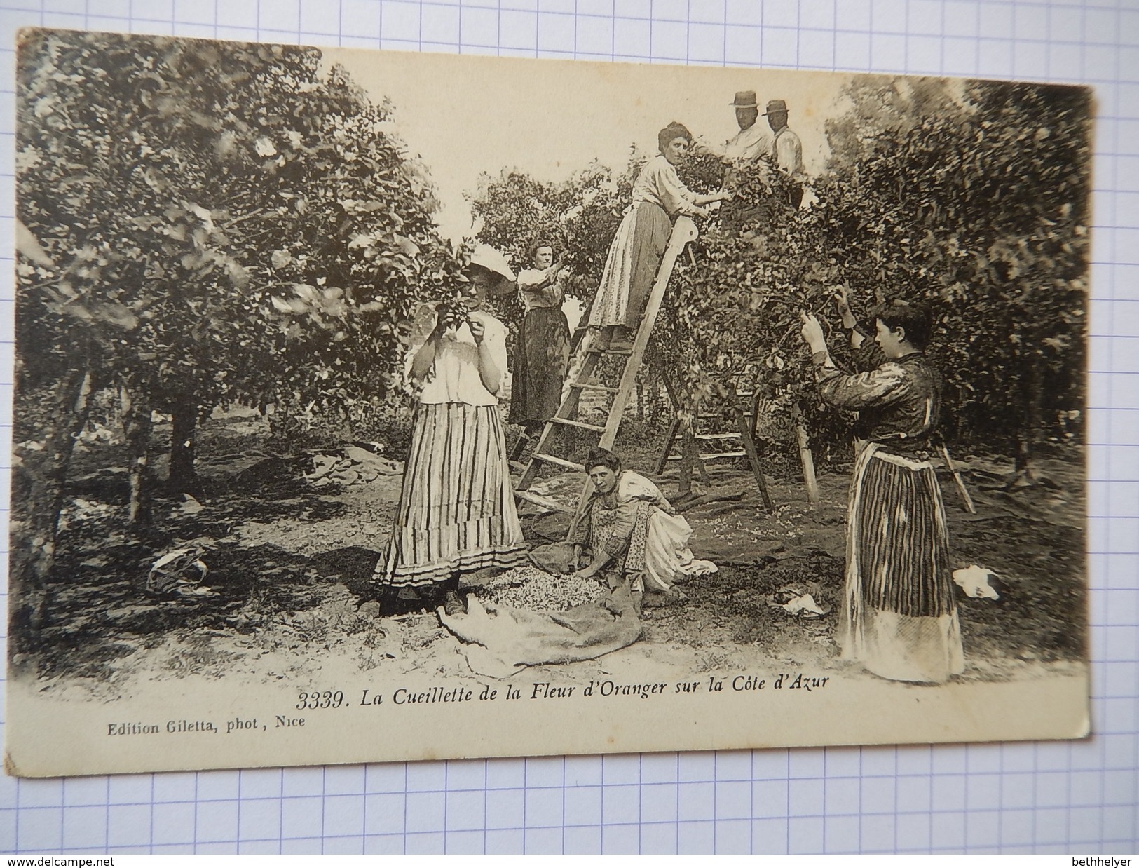 CPA - LA CUEILLETTE DE LA FLEUR D'ORANGER SUR LA COTE D'AZUR -  ANIMEE - R478 - Cultures